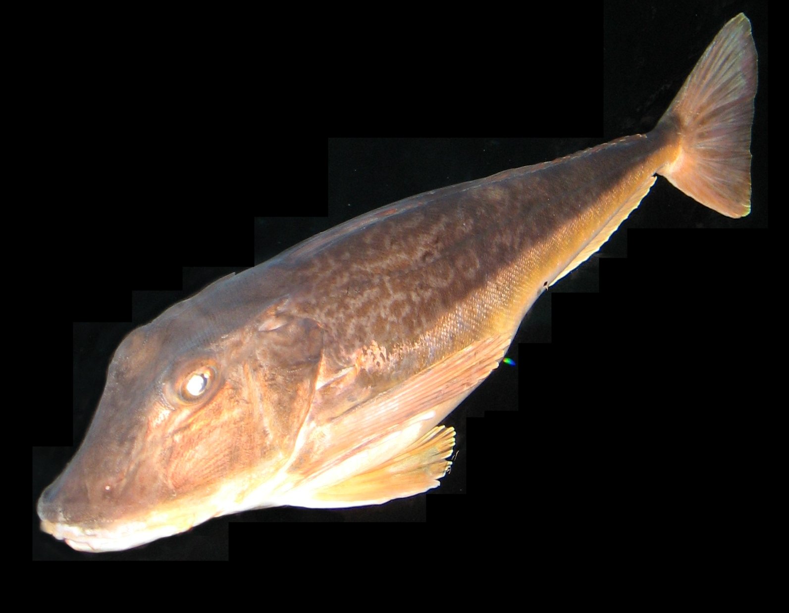 Aquarium de Paris - CineAqua