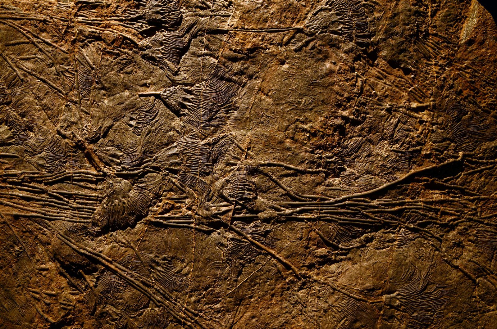 Musée des Confluences