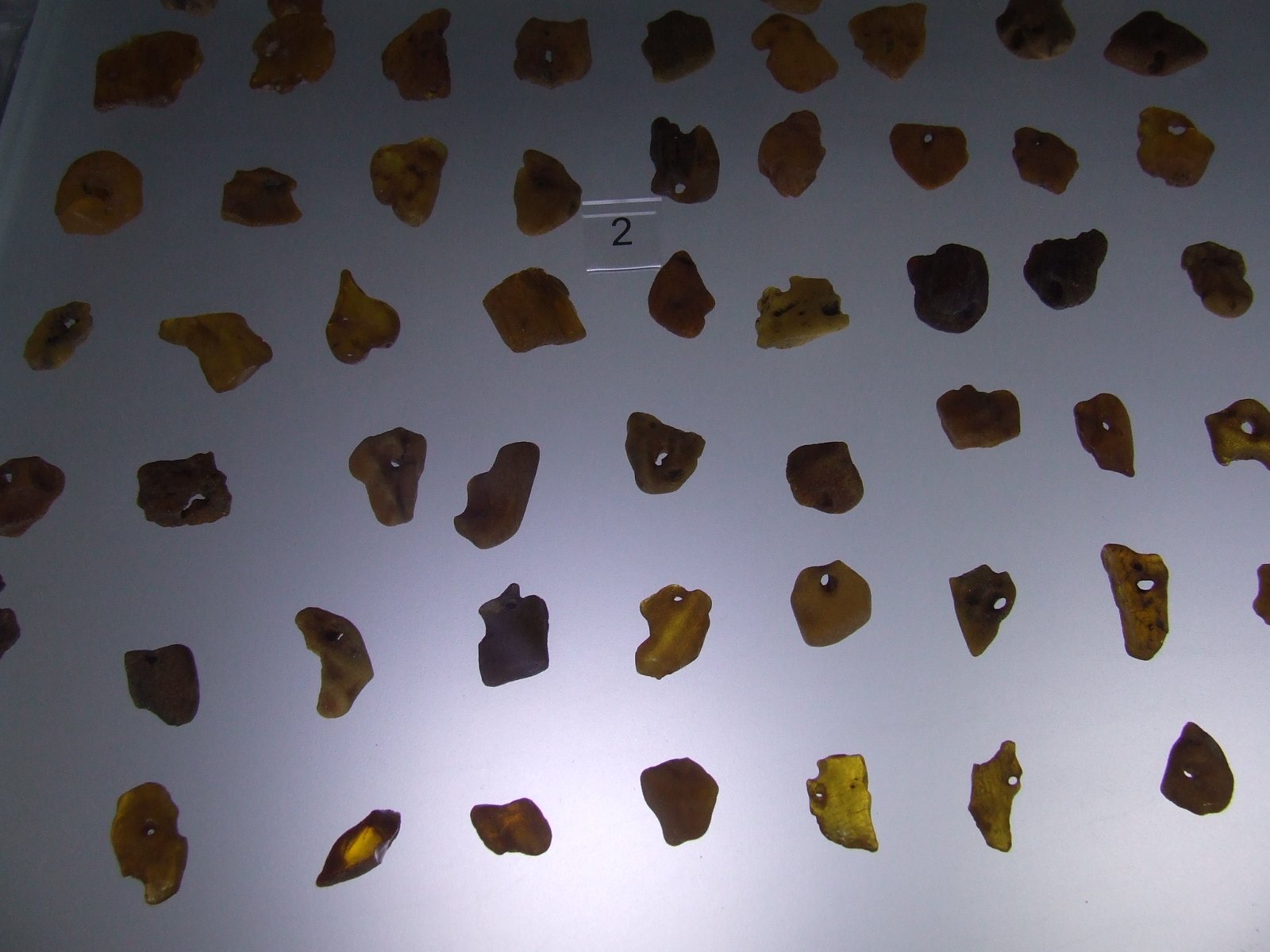 Amber Museum