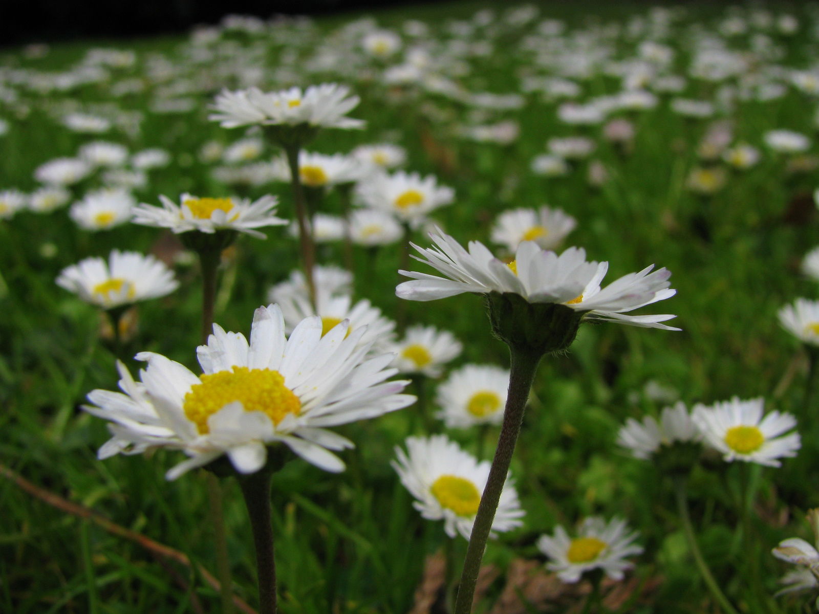 Arboretum de Kalmthout