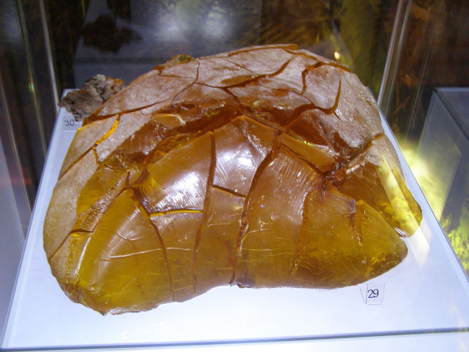 Amber Museum