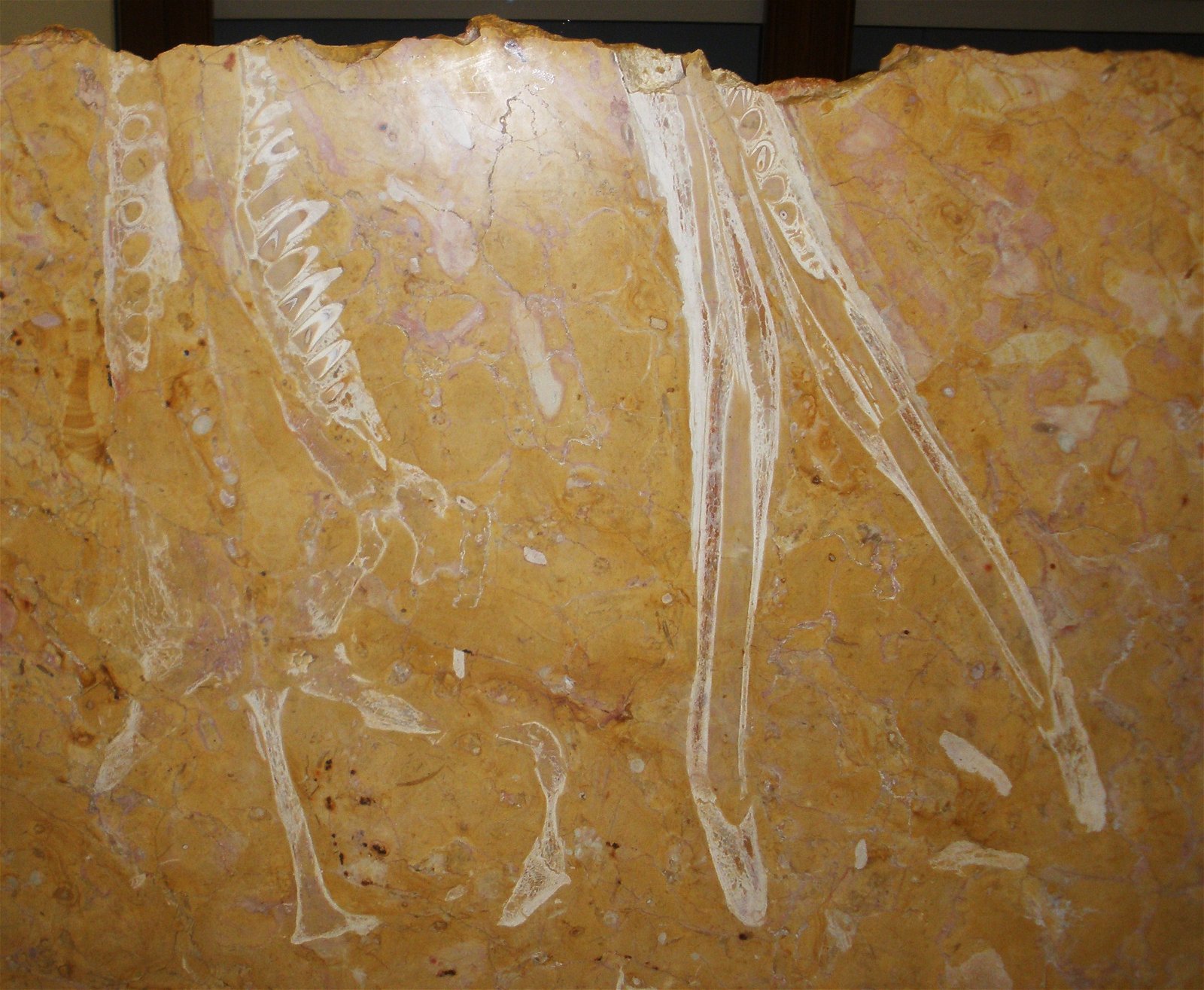 Museo Geologico Giovanni Capellini