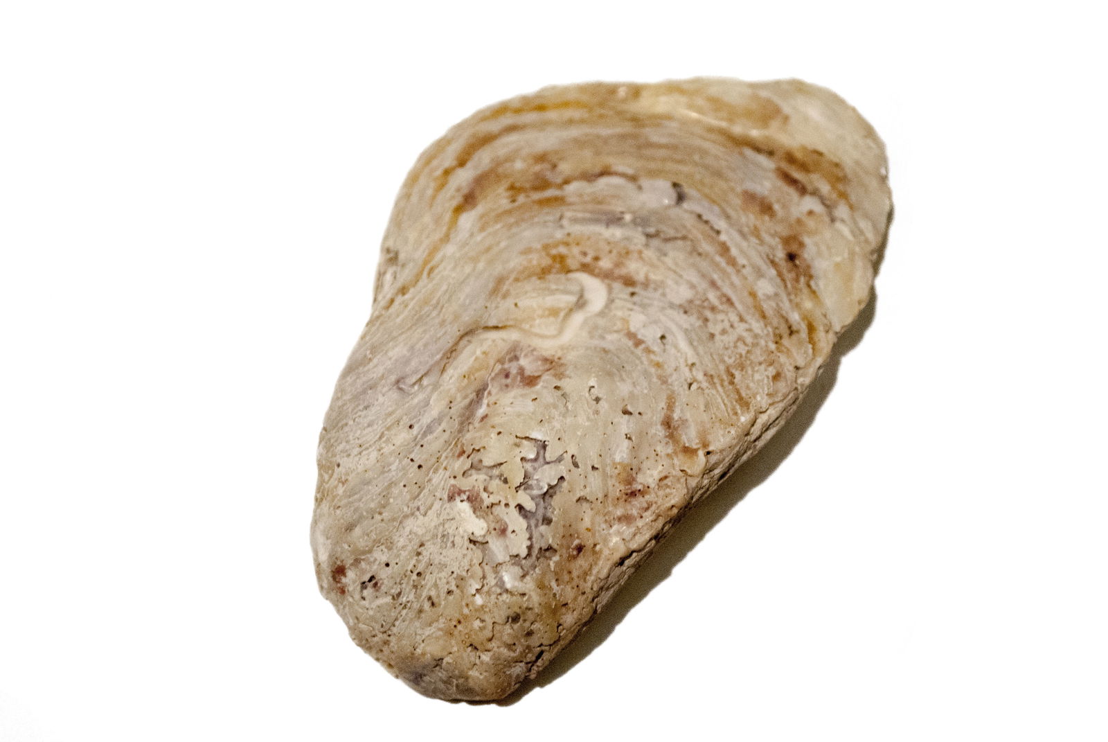 Römermuseum Wien - Wien Museum