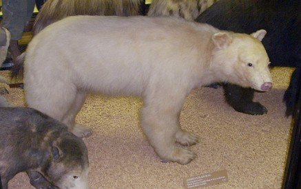 Natural History Museum at Tring