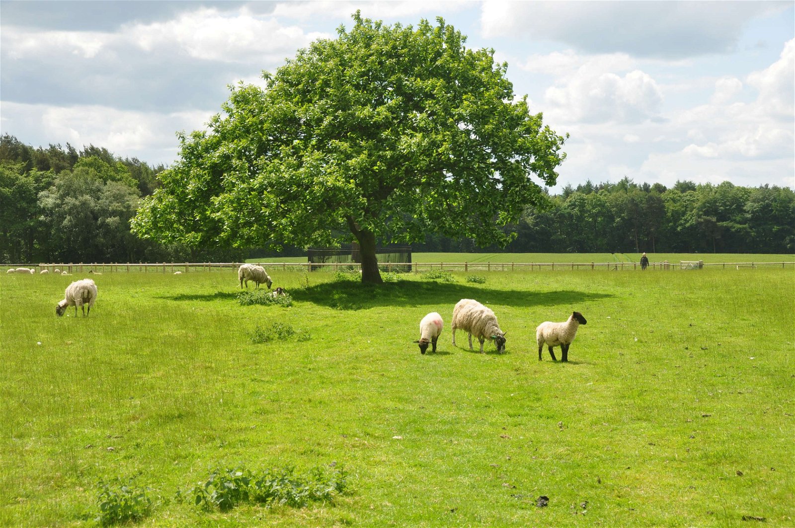 Boscobel House and The Royal Oak
