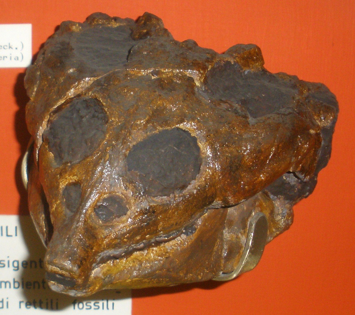 Museo Geologico Giovanni Capellini