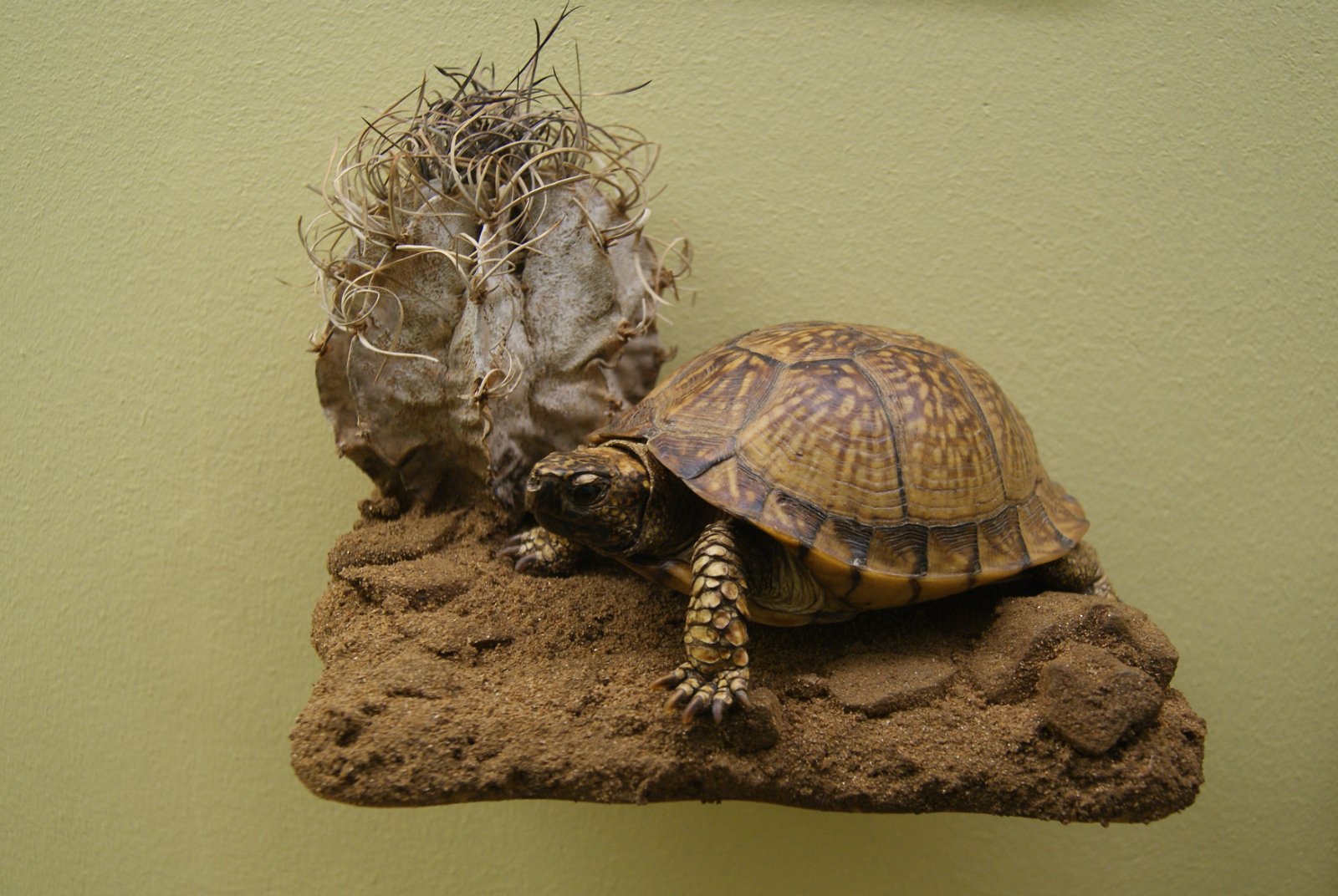 Göteborg Natural History Museum