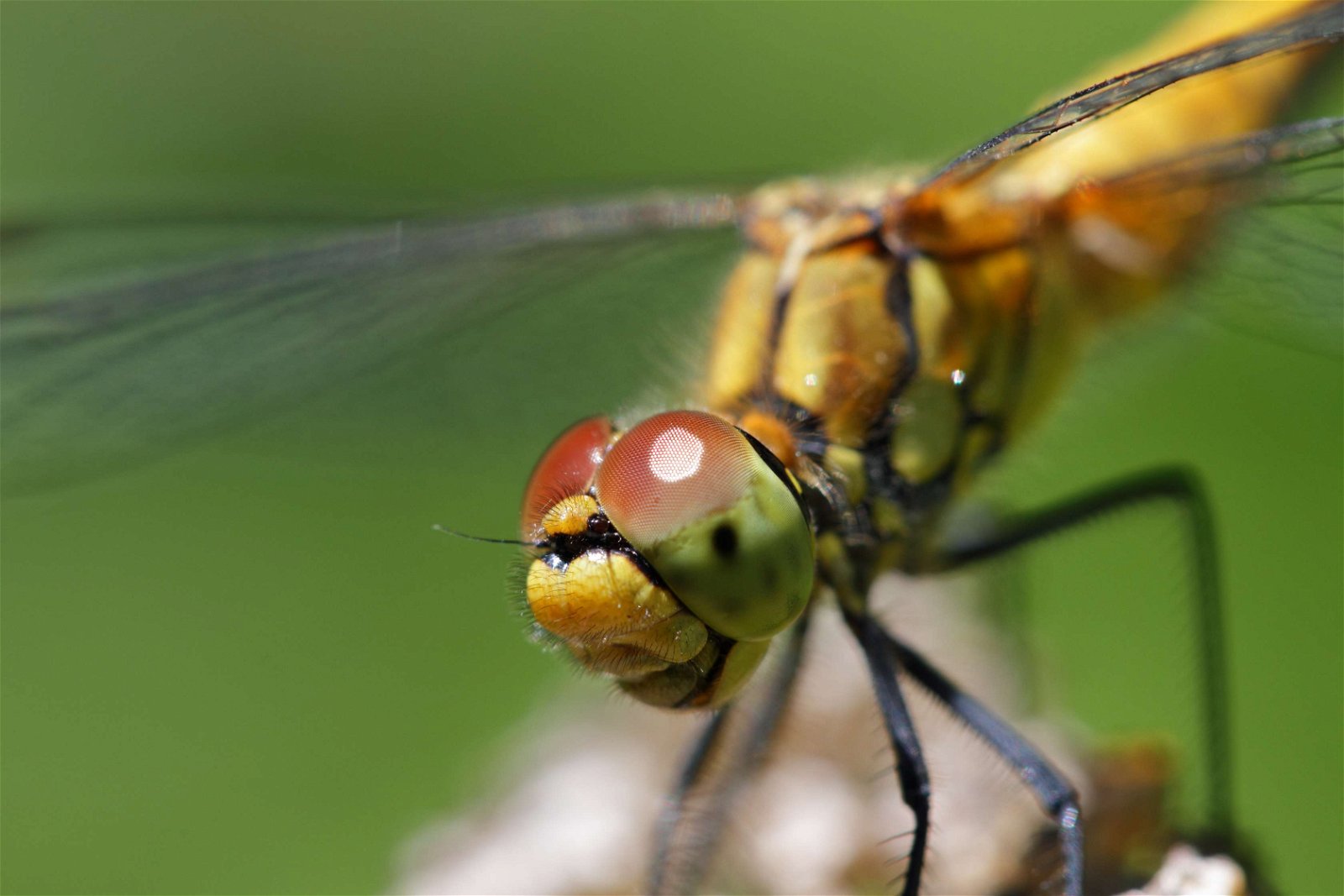 Schonbrunner Gardens