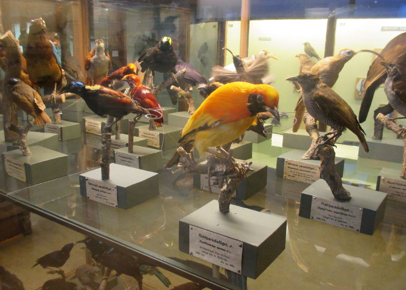 Göteborg Natural History Museum