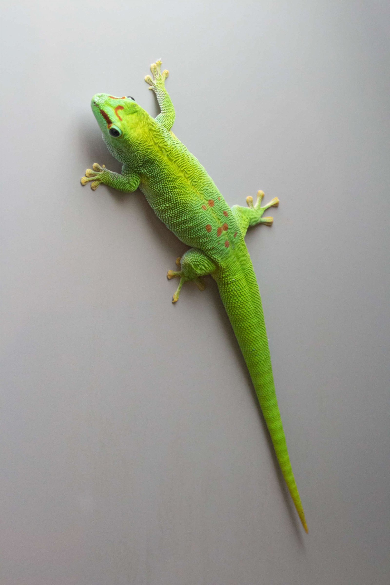 Wilhelma Zoologisch-Botanischer Garten