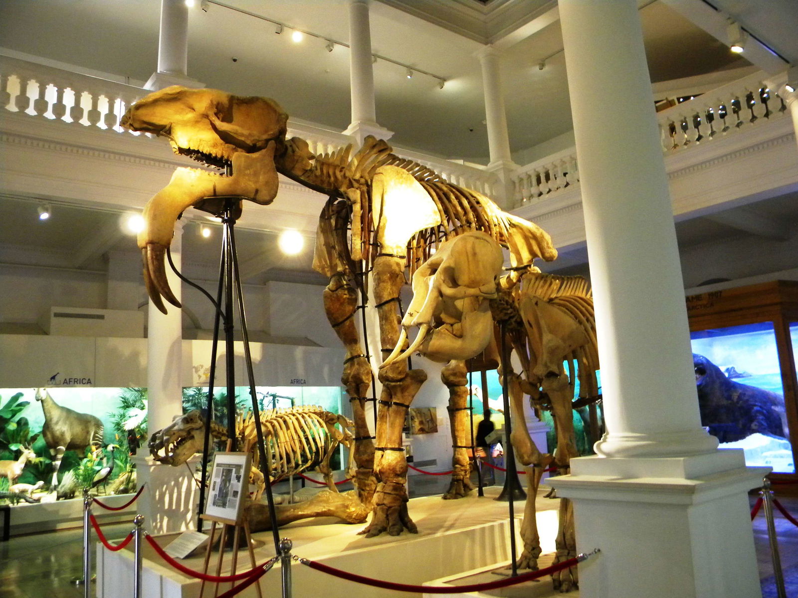 Grigore Antipa National Museum of Natural History