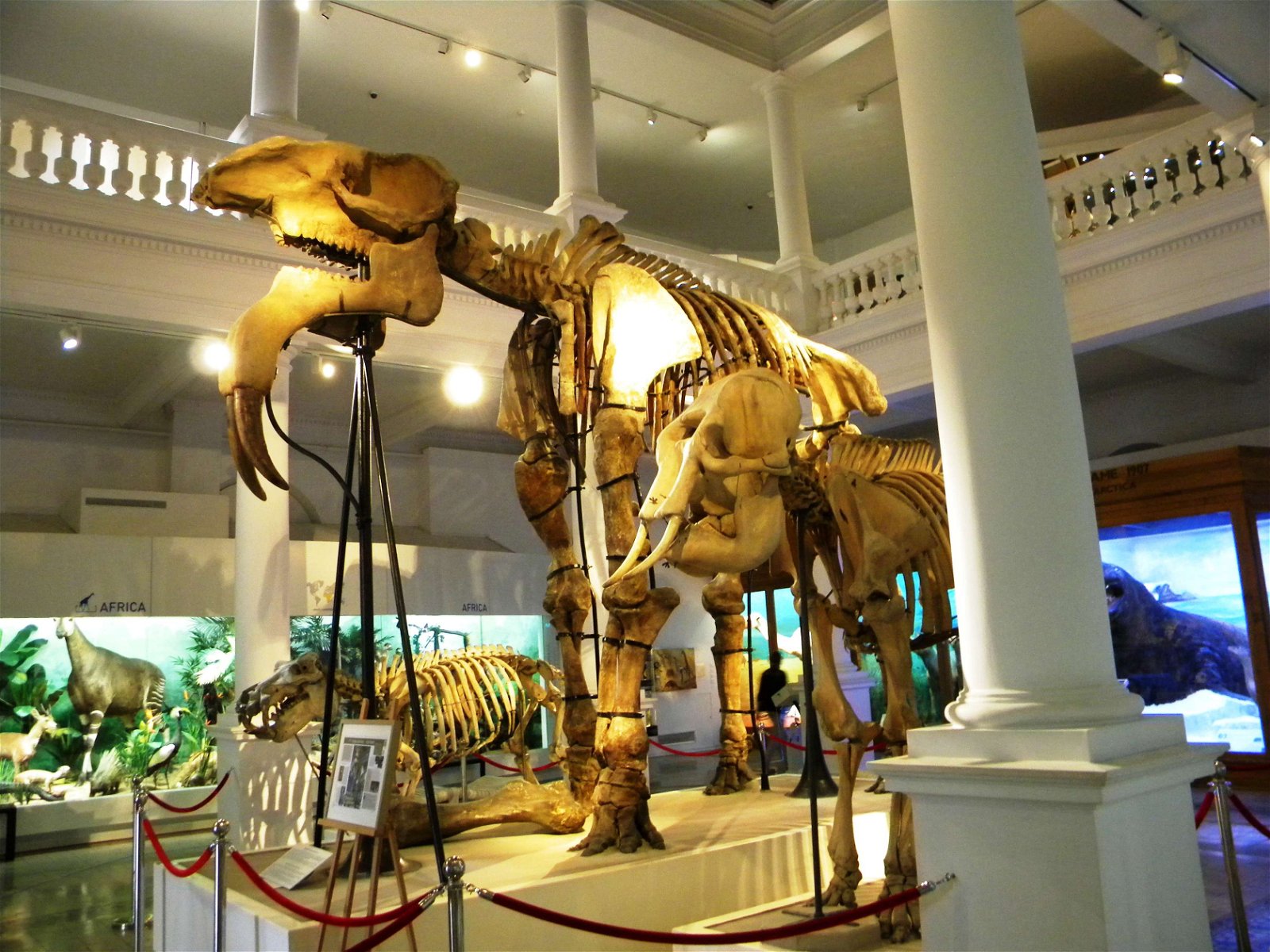 Grigore Antipa National Museum of Natural History