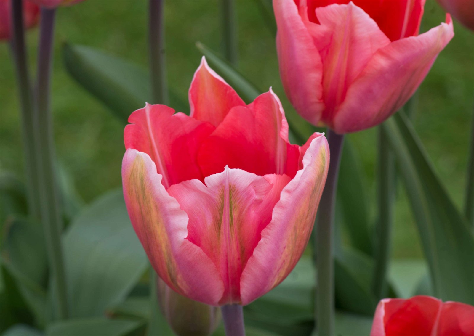 Stewart's Burnby Hall Gardens and Museum