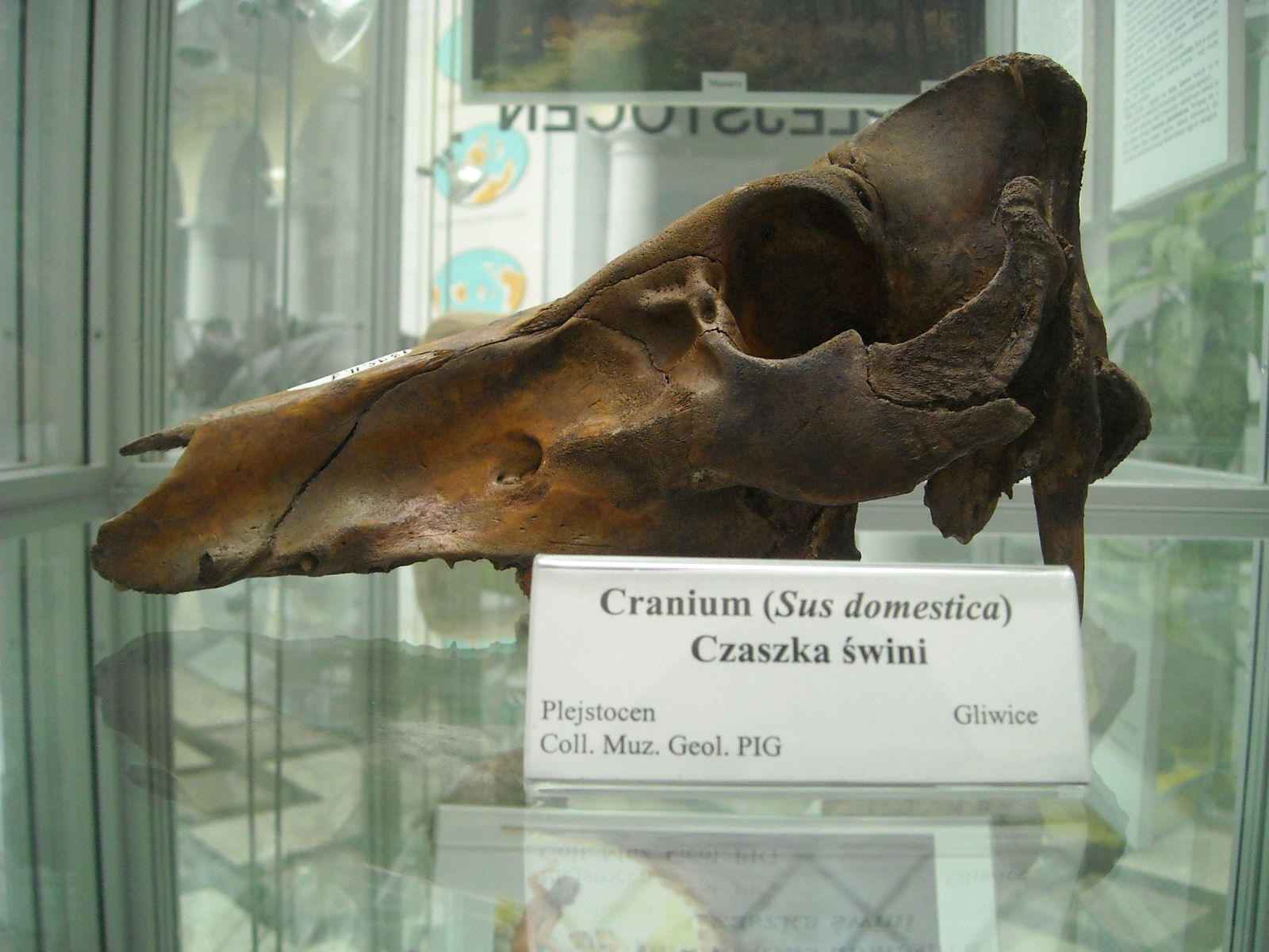 Geological Museum of the Polish Geological Institute