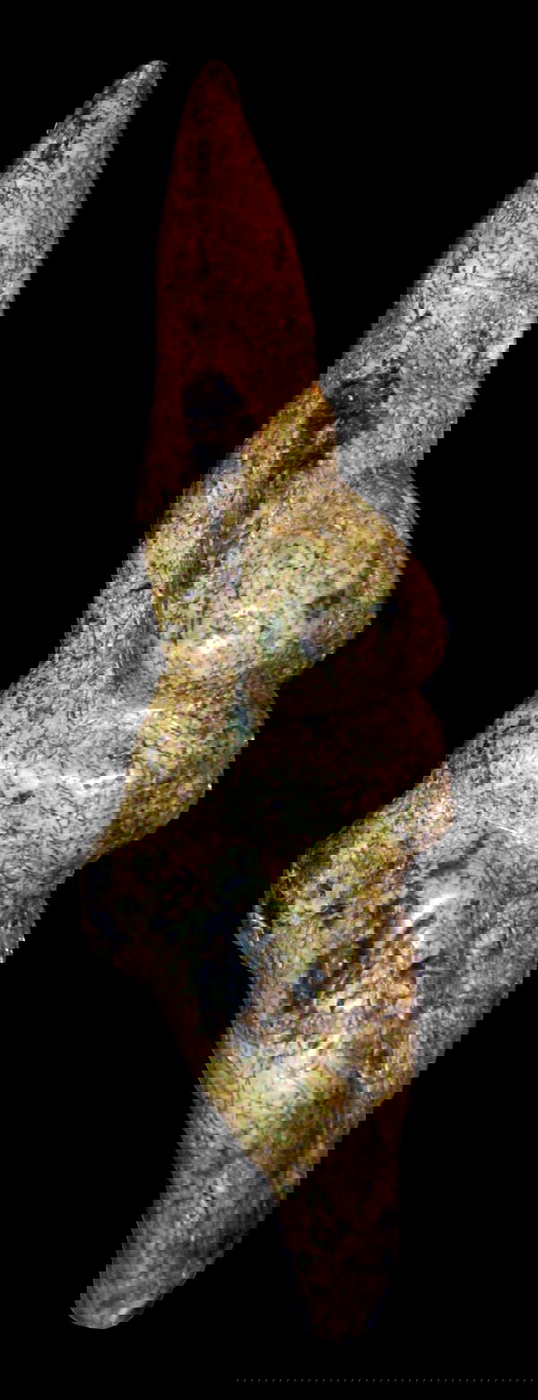 Pigorini National Museum of Prehistory and Ethnography