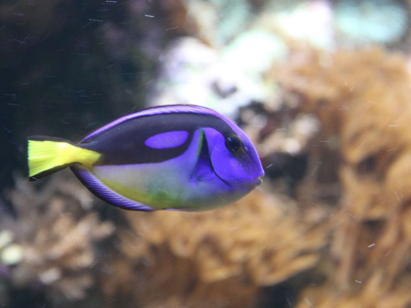Aquarium de la Porte Dorée