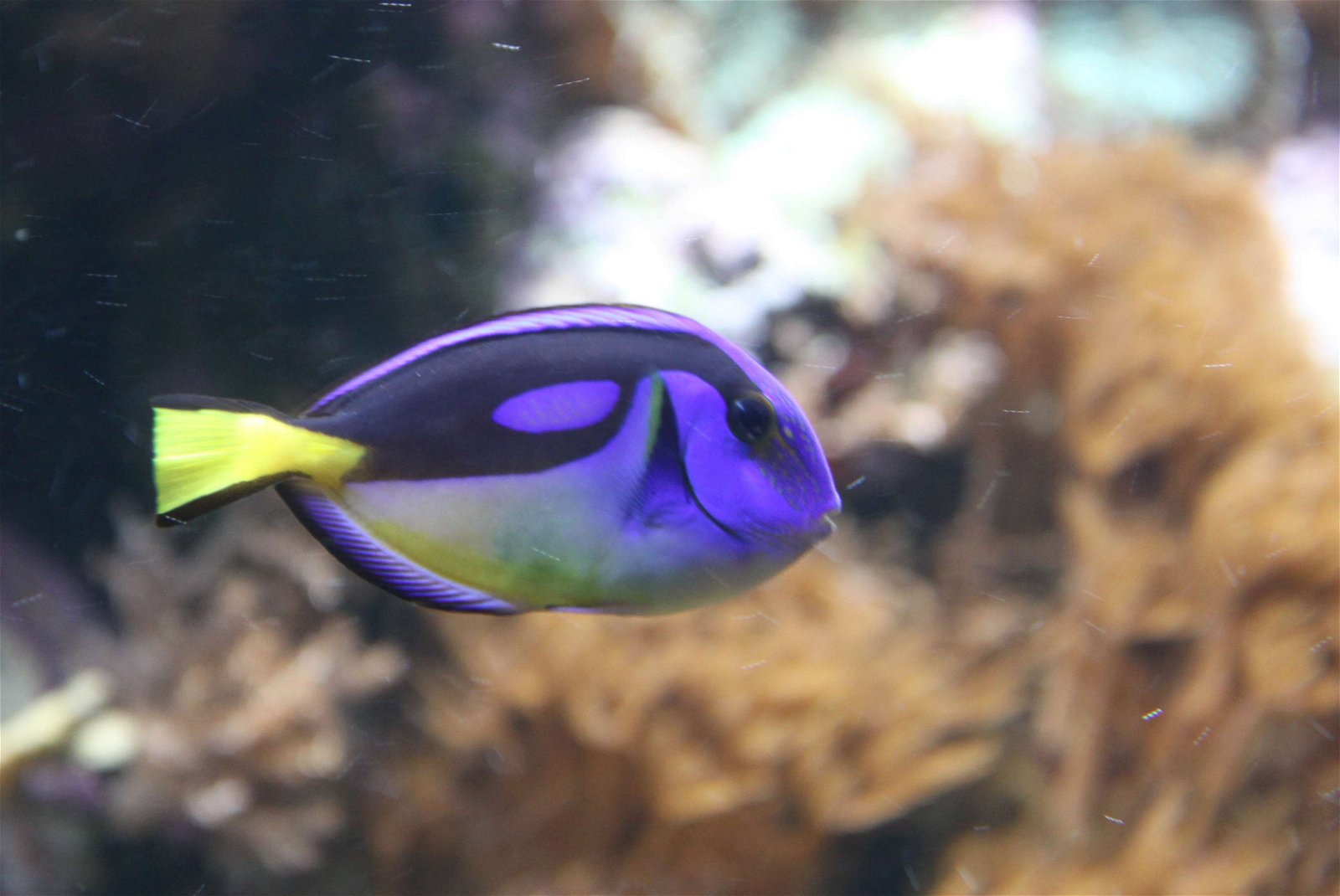 Aquarium de la Porte Dorée