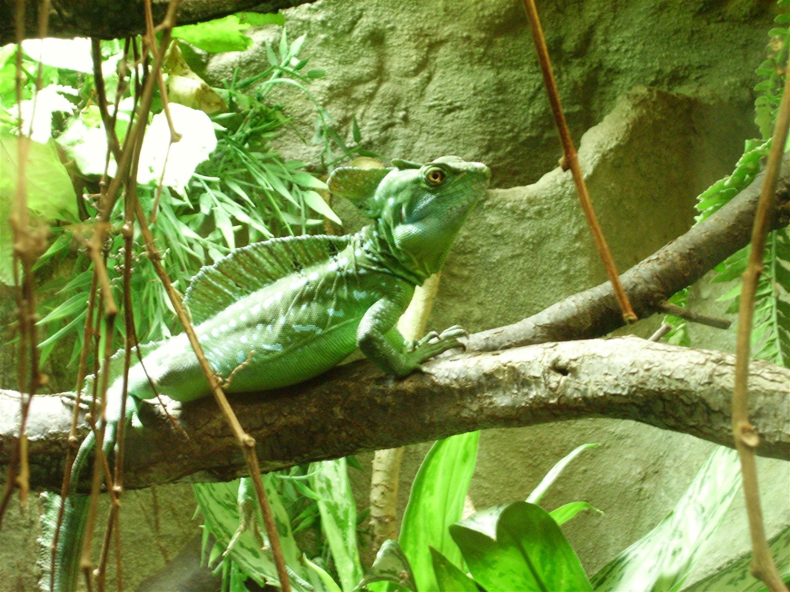 Zoo Brno