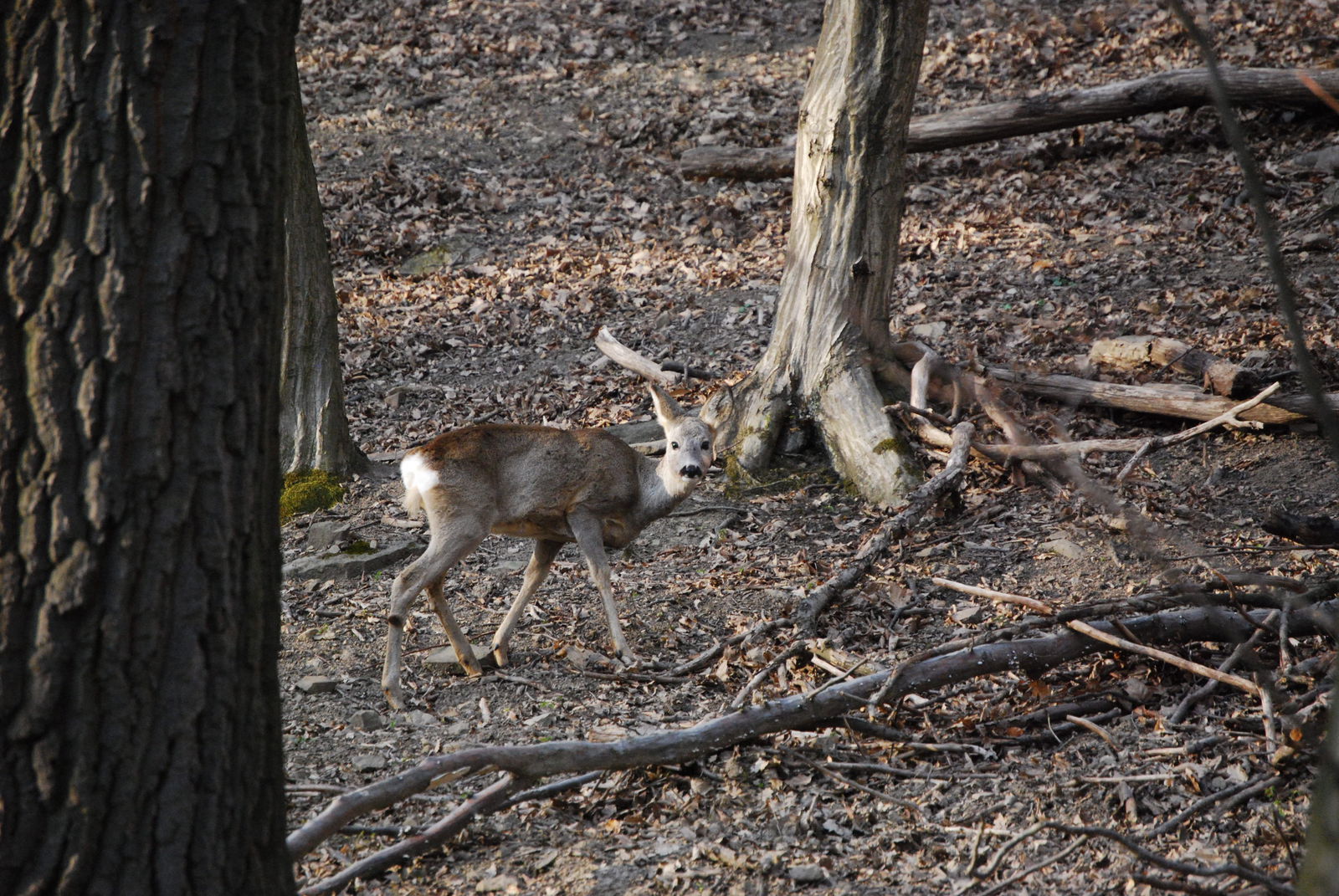 Lainzer Tiergarten