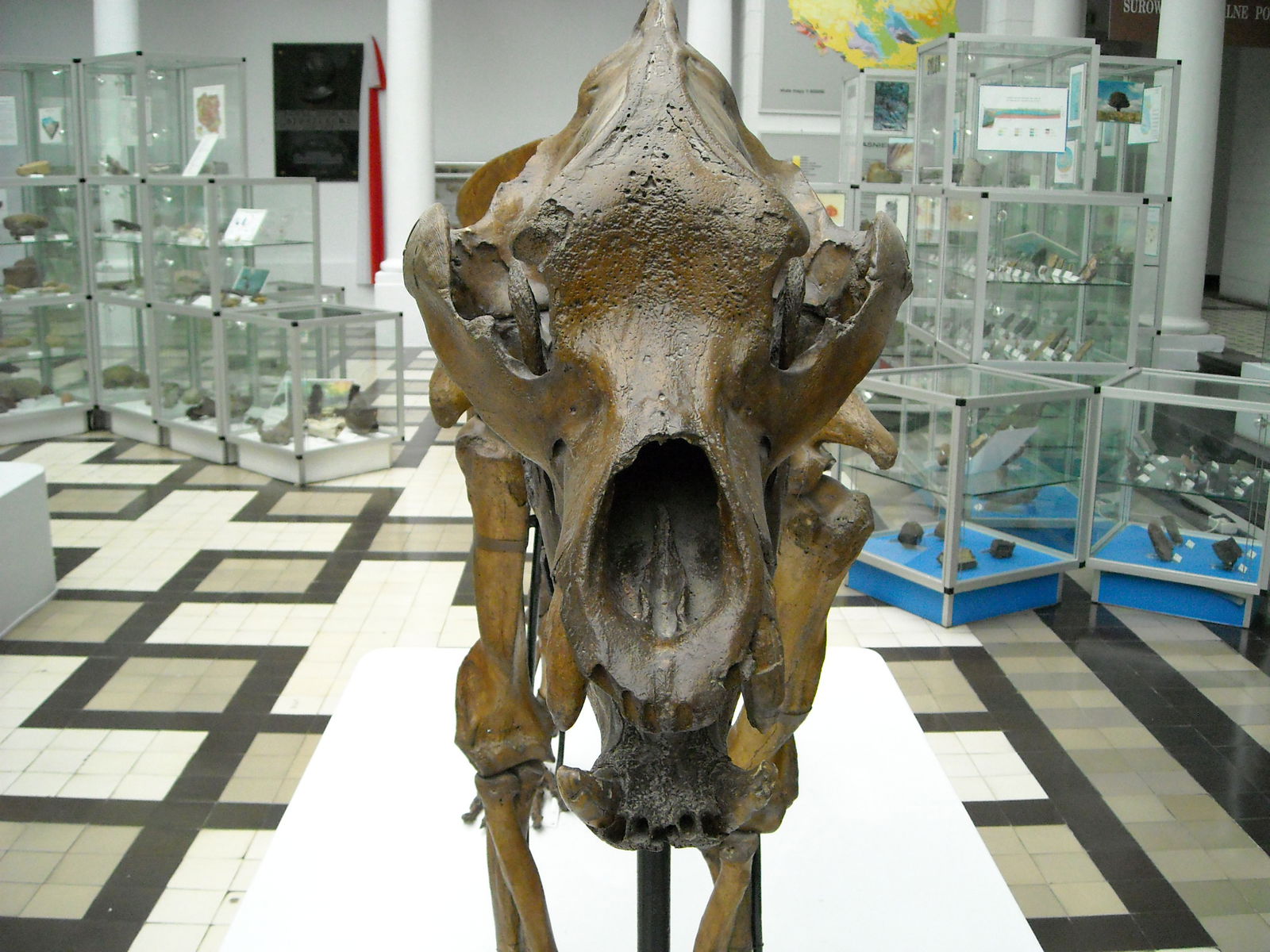 Geological Museum of the Polish Geological Institute