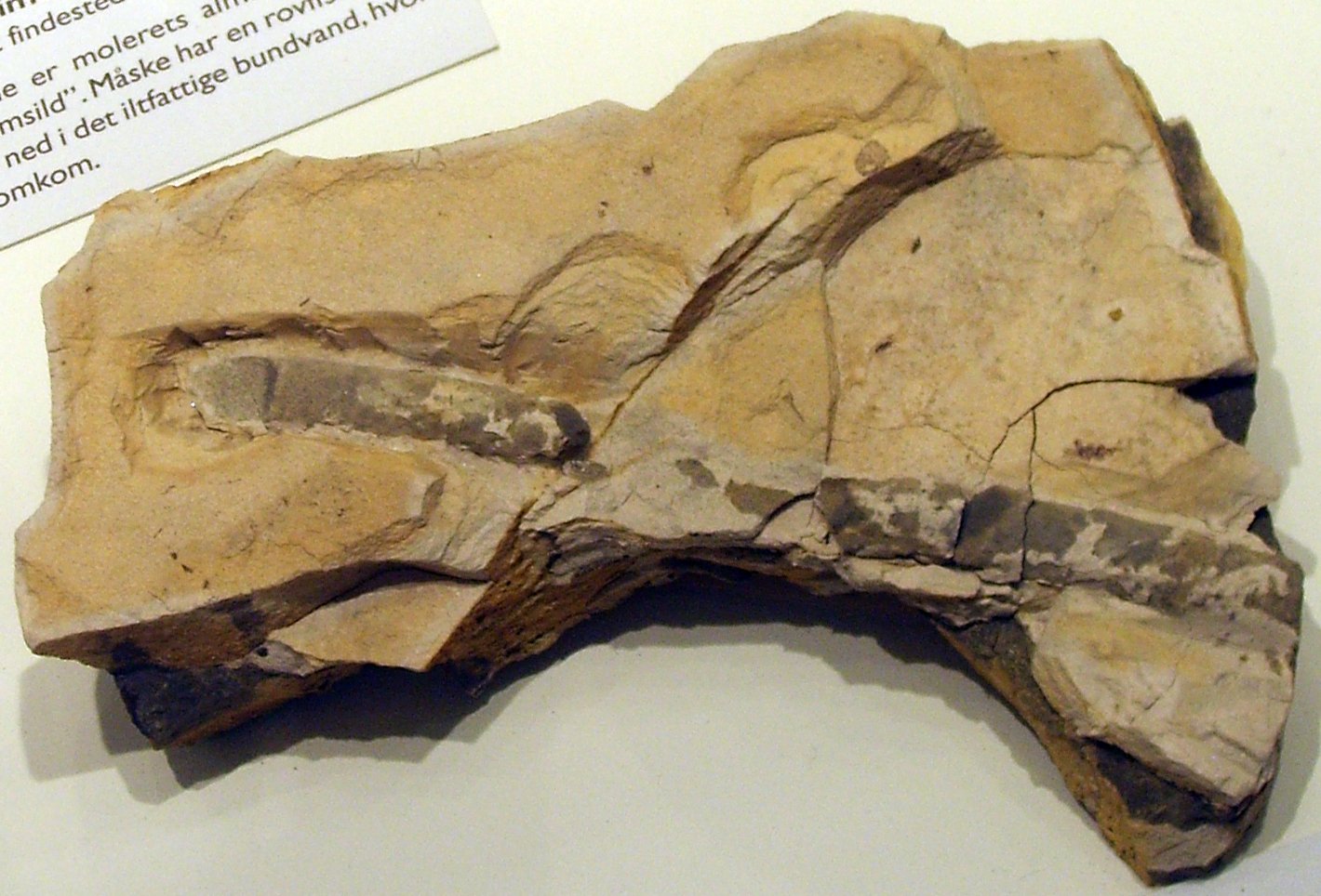 Natural History Museum of Denmark