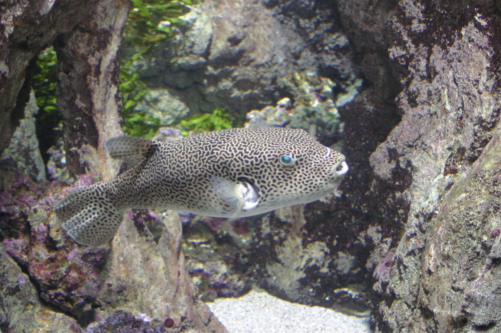 Aquarium de Paris - CineAqua