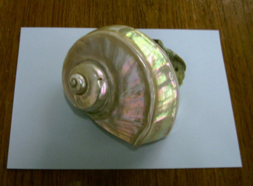 The Hunterian Museum and Art Gallery