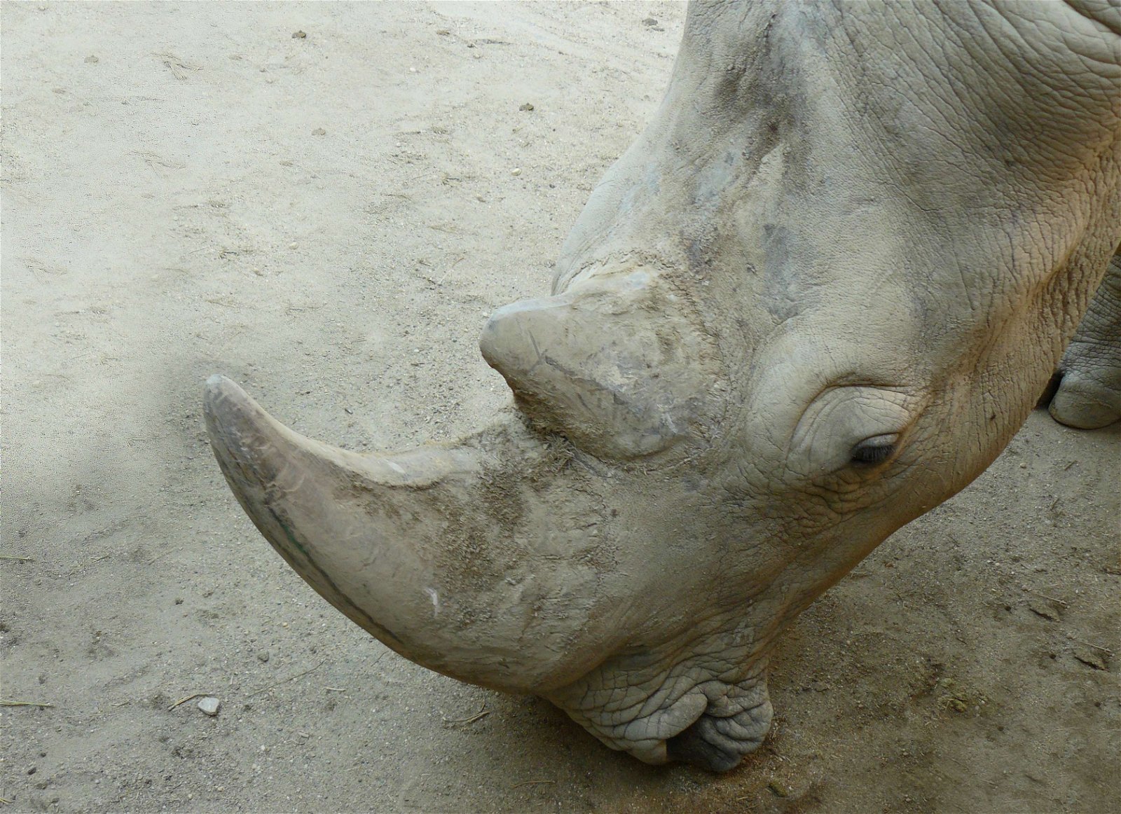 Budapest Zoo and Botanical Garden