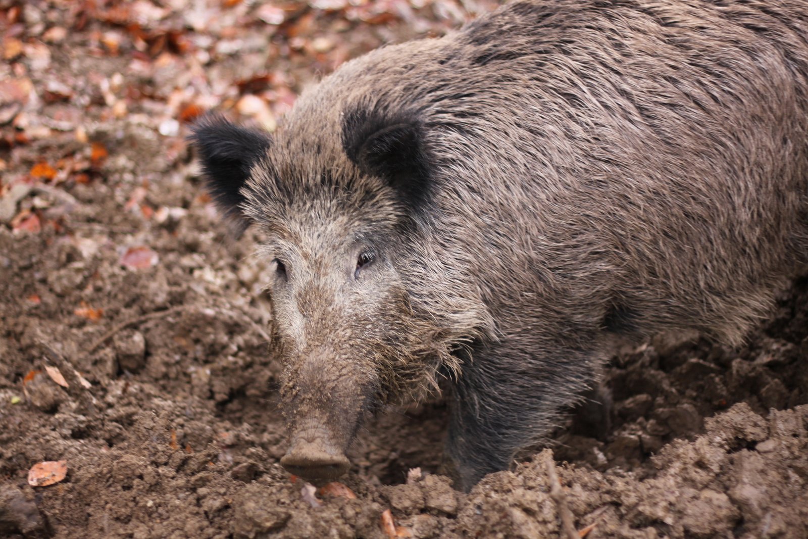 Het wildpark in La Roche-en-Ardenne