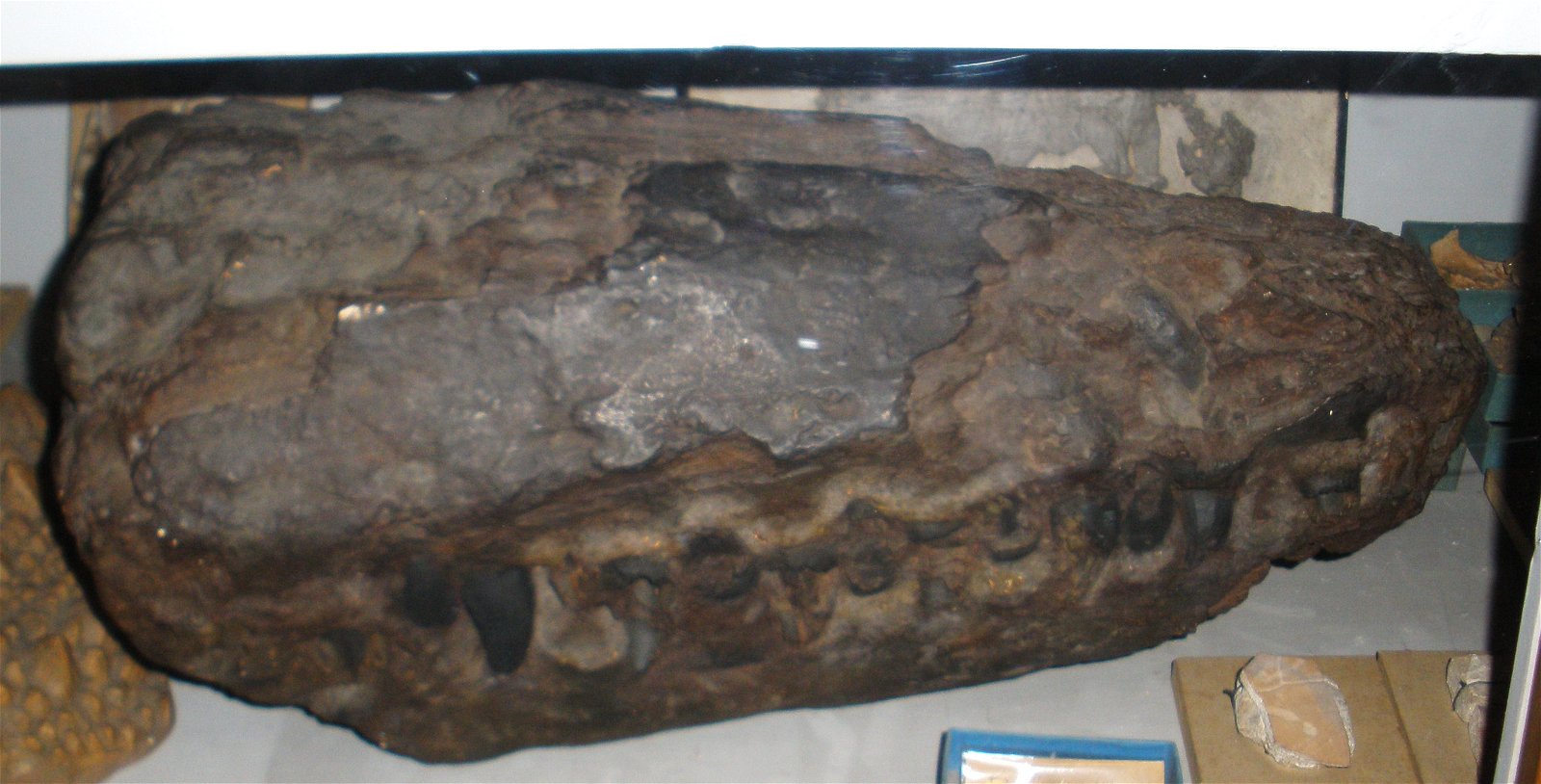 Museo Geologico Giovanni Capellini