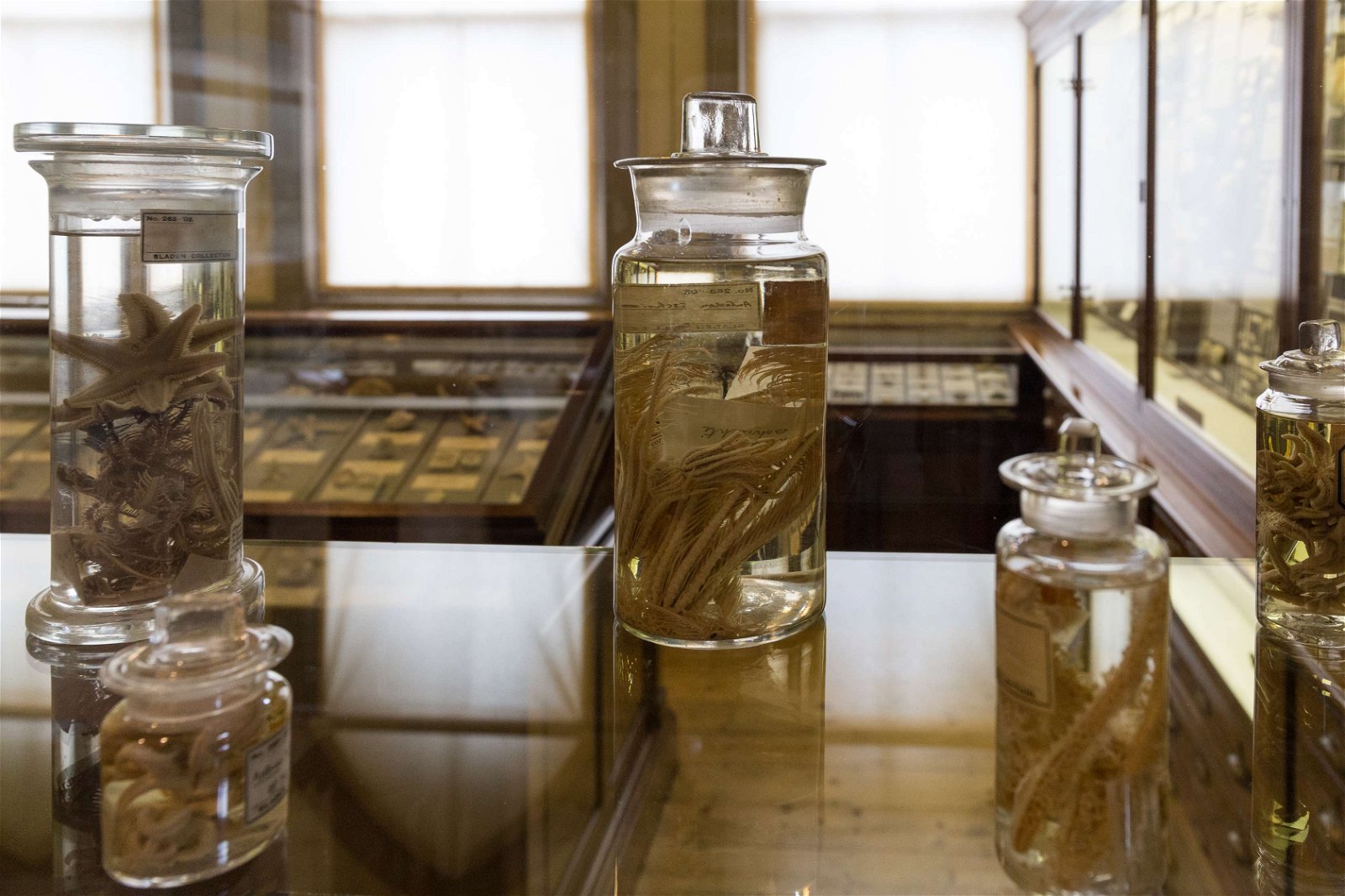 Royal Albert Memorial Museum and Art Gallery