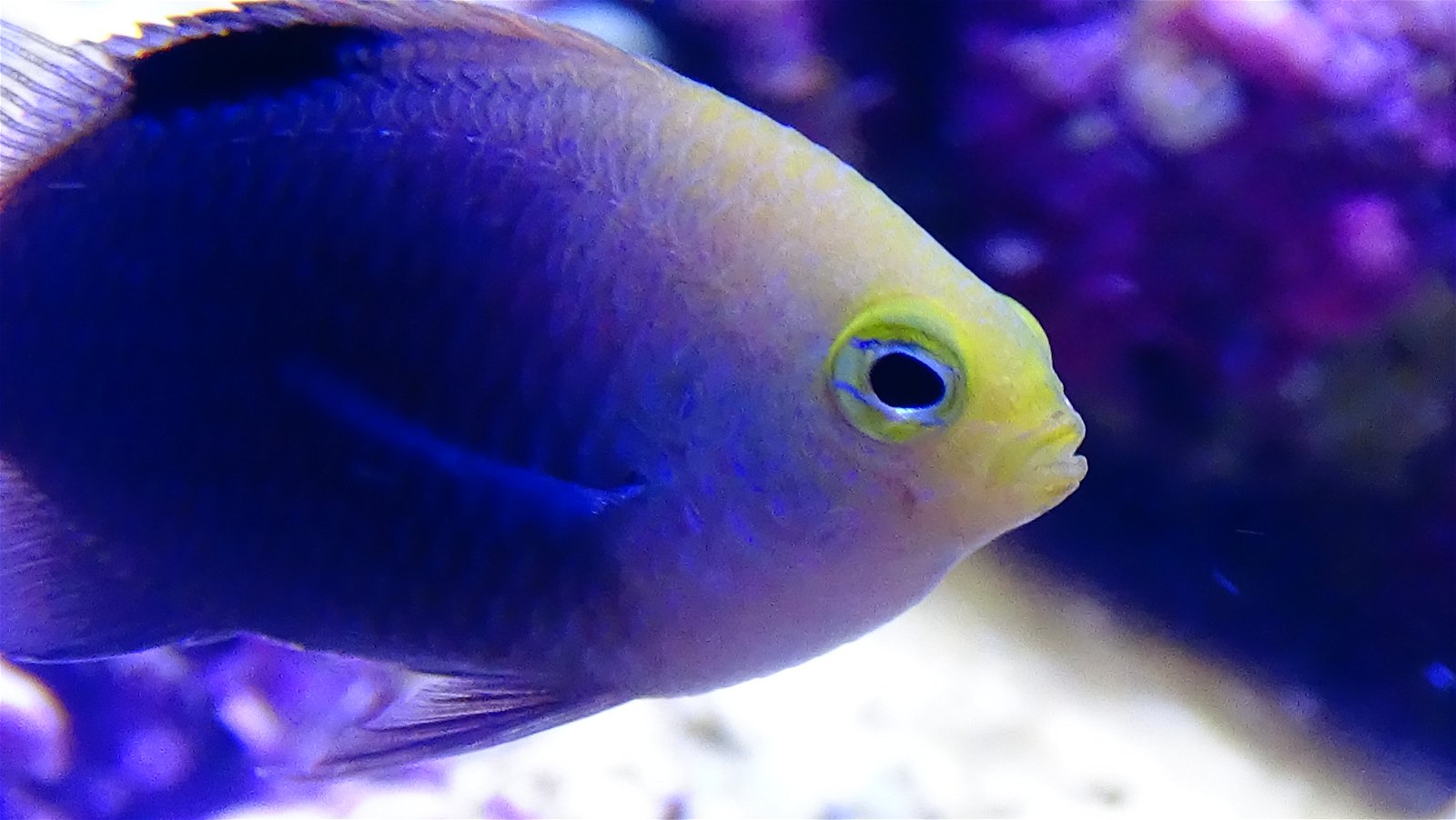 Aquarium de la Porte Dorée