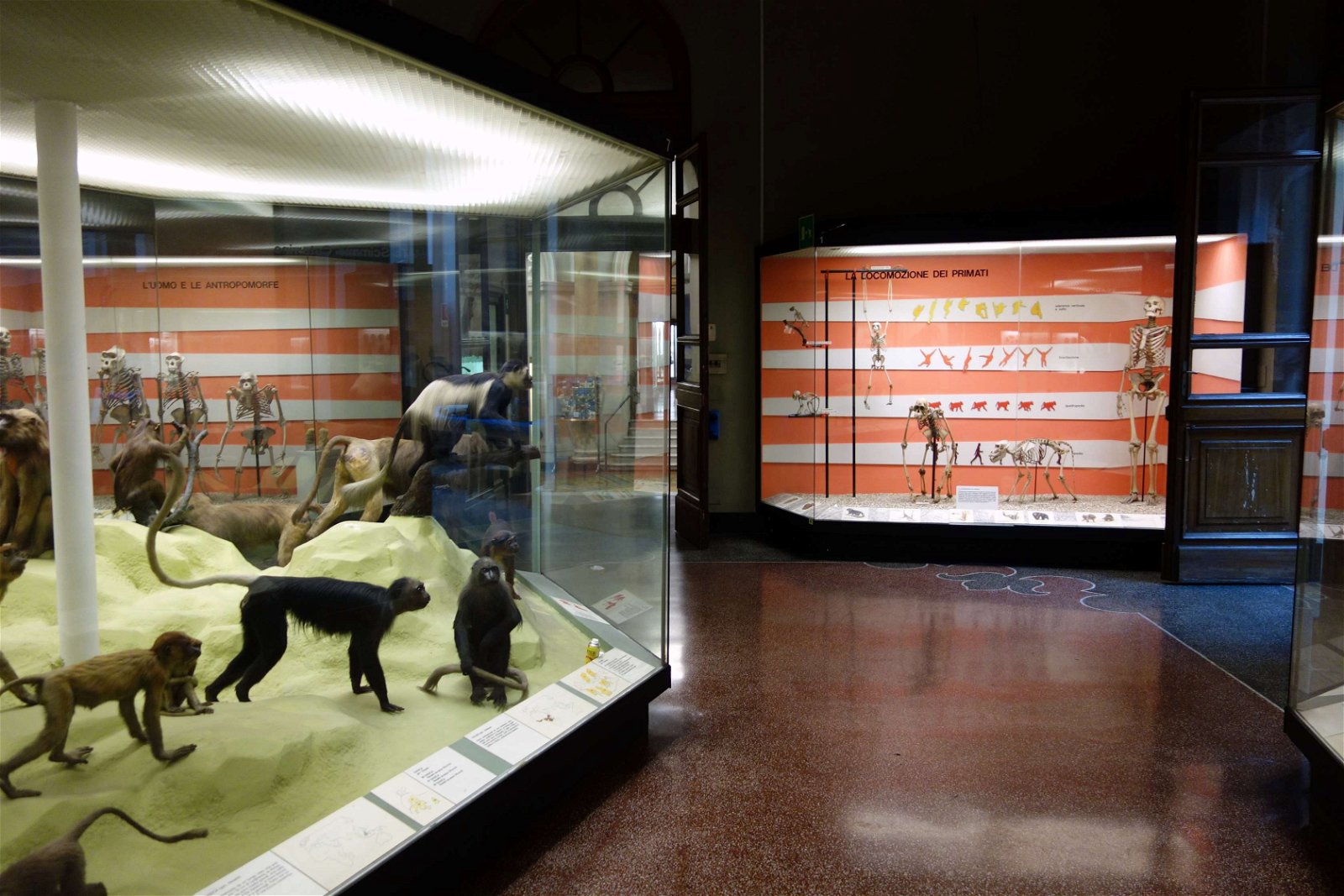 Museo Civico di Storia Naturale Giacomo Doria