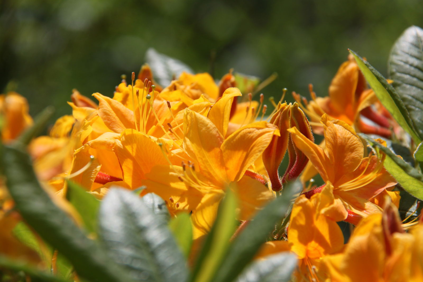 Arboretum de Kalmthout