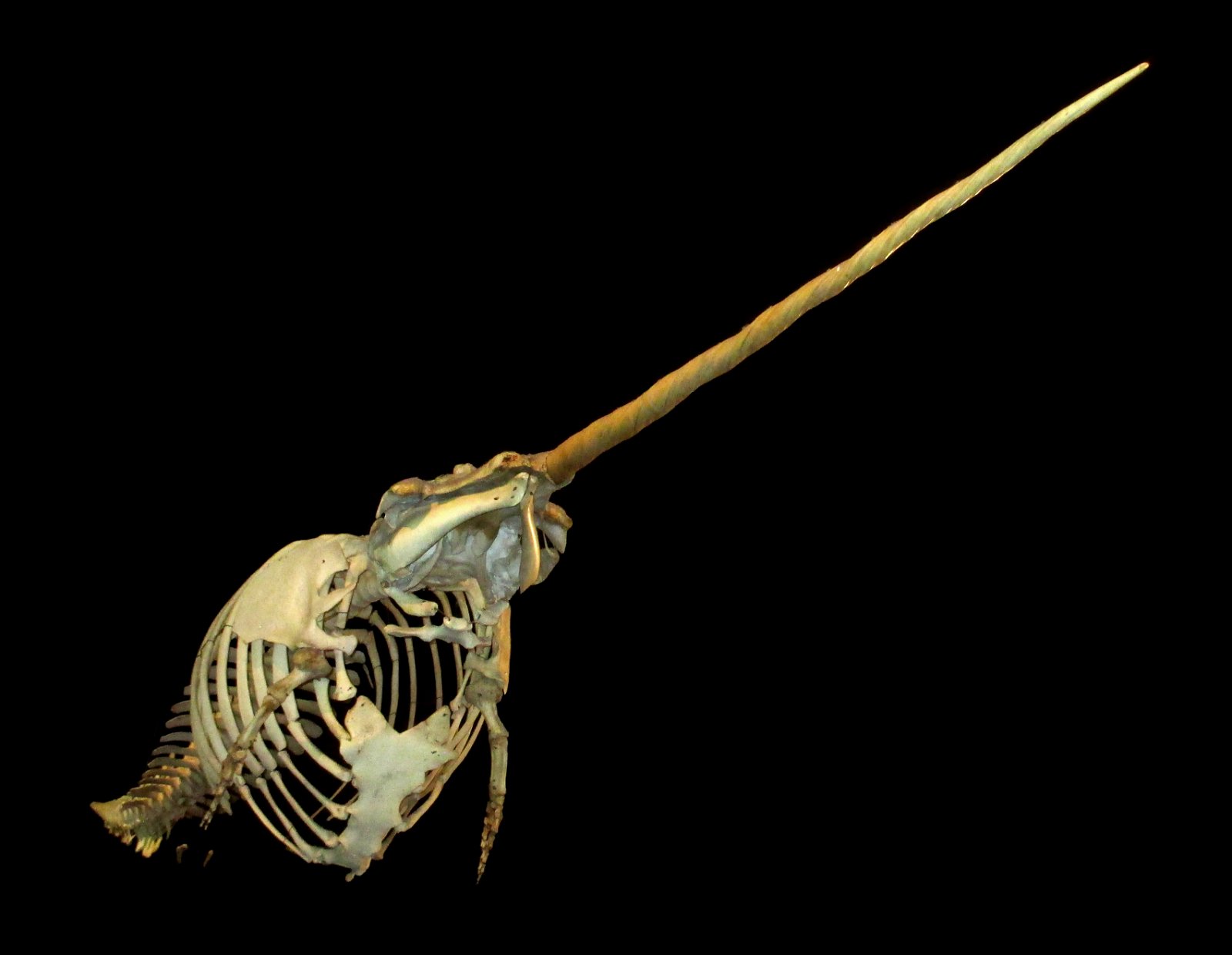 Göteborg Natural History Museum