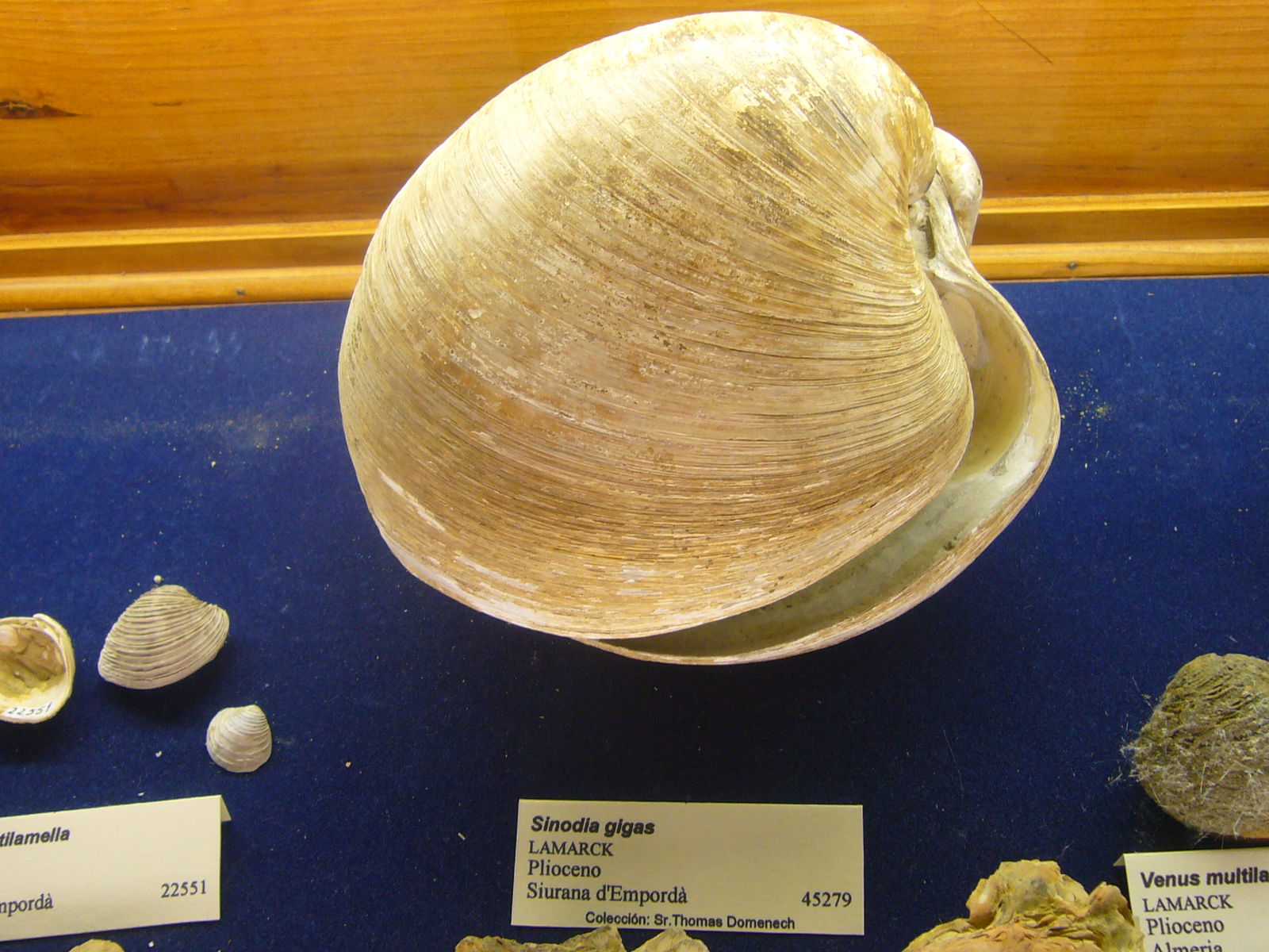 Museu Geologic del Seminari de Barcelona