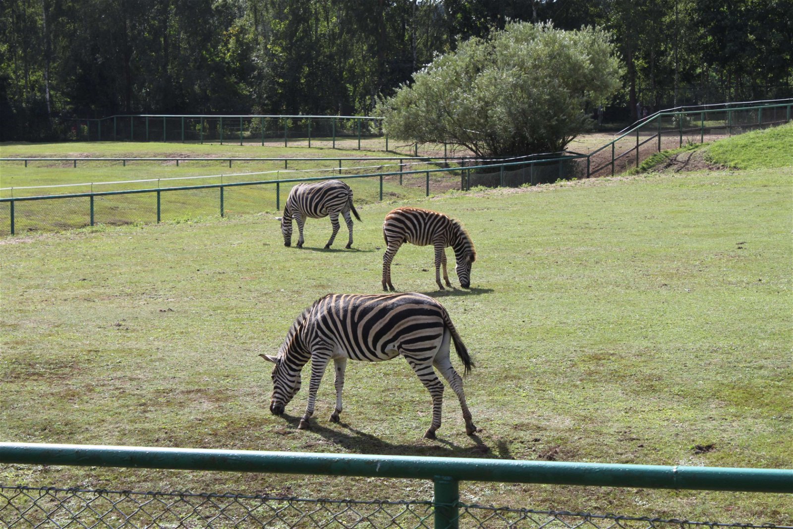 Oliwa Zoo Gdańsk