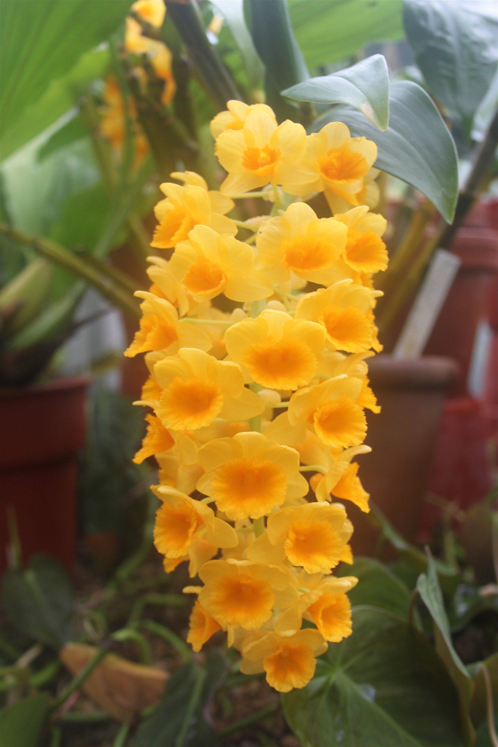 University of Bristol Botanic Garden