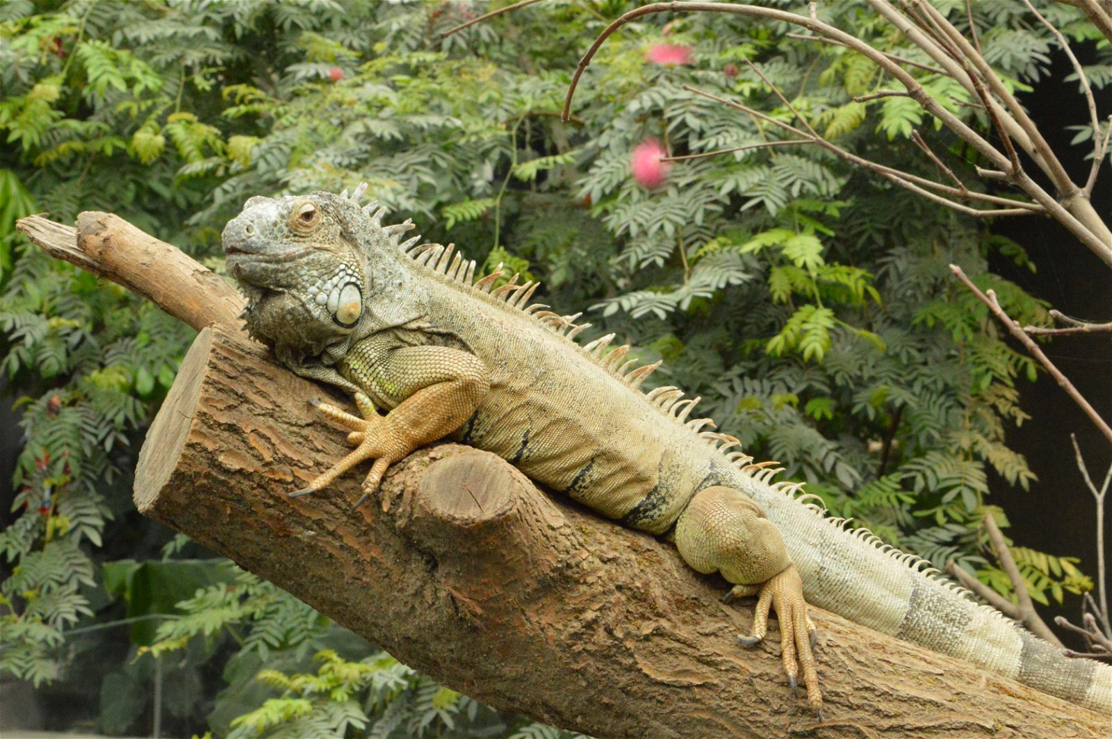 Parc zoologique de Paris