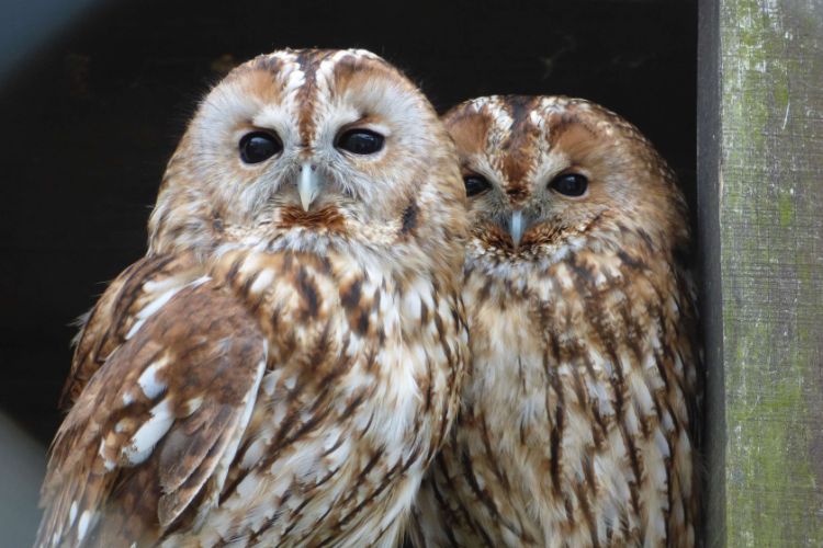 Budakeszi Wildlife Park