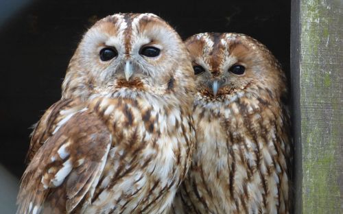 Budakeszi Wildlife Park