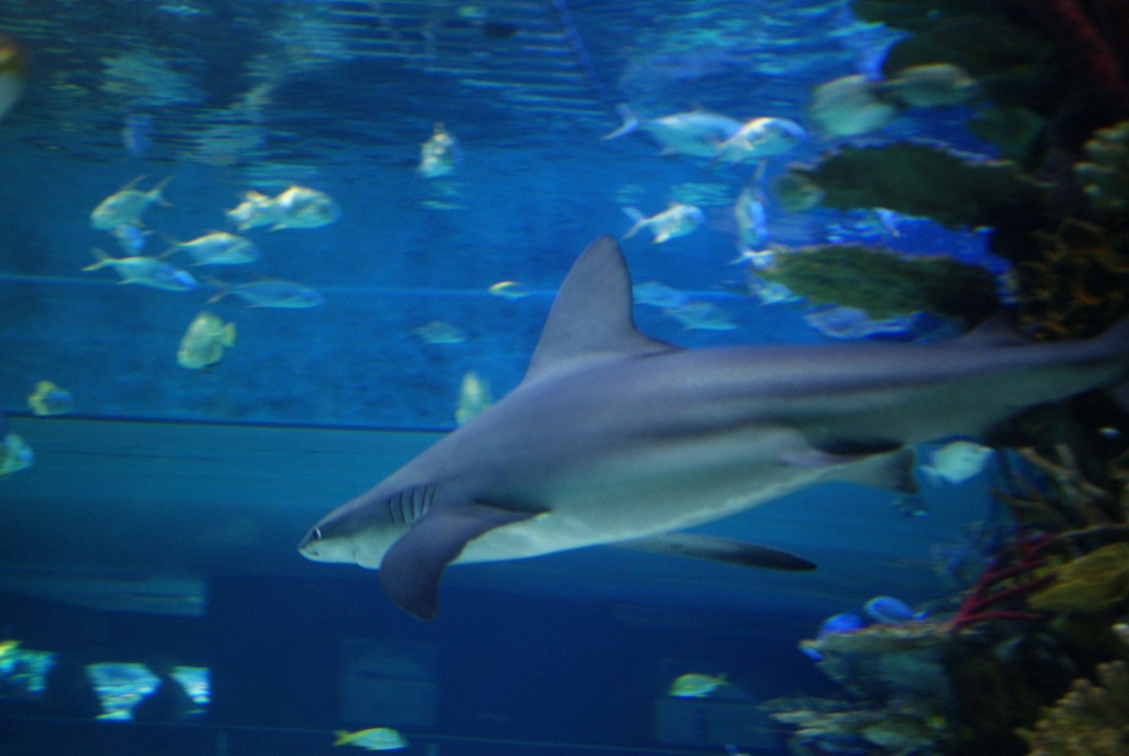 Tropicarium - Oceanarium