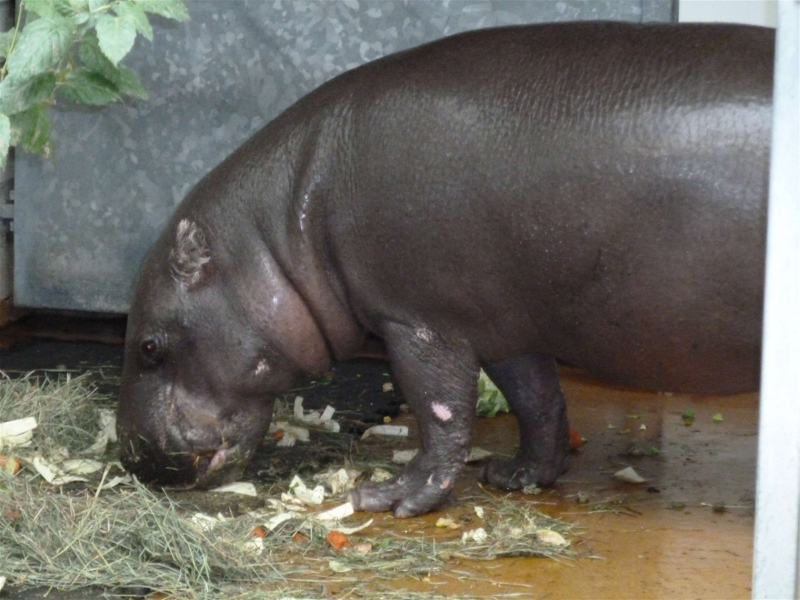 Wilhelma Zoologisch-Botanischer Garten