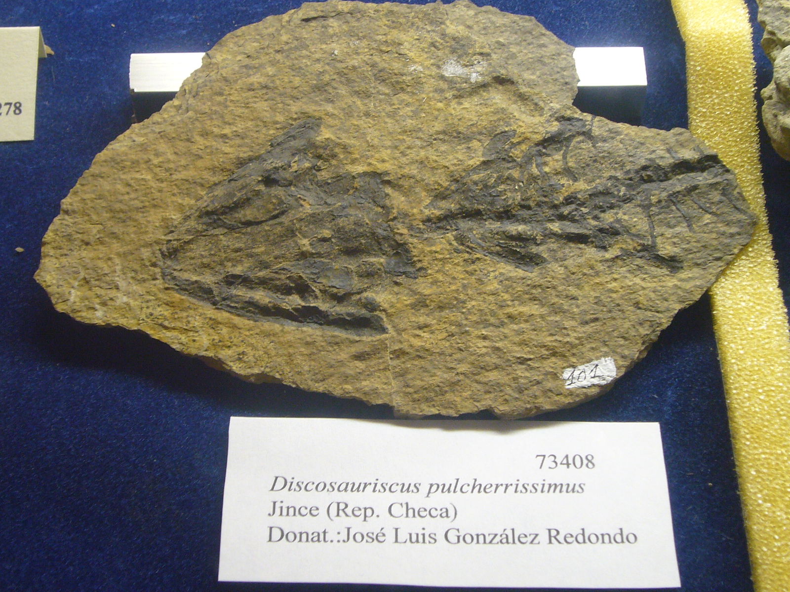 Museu Geologic del Seminari de Barcelona
