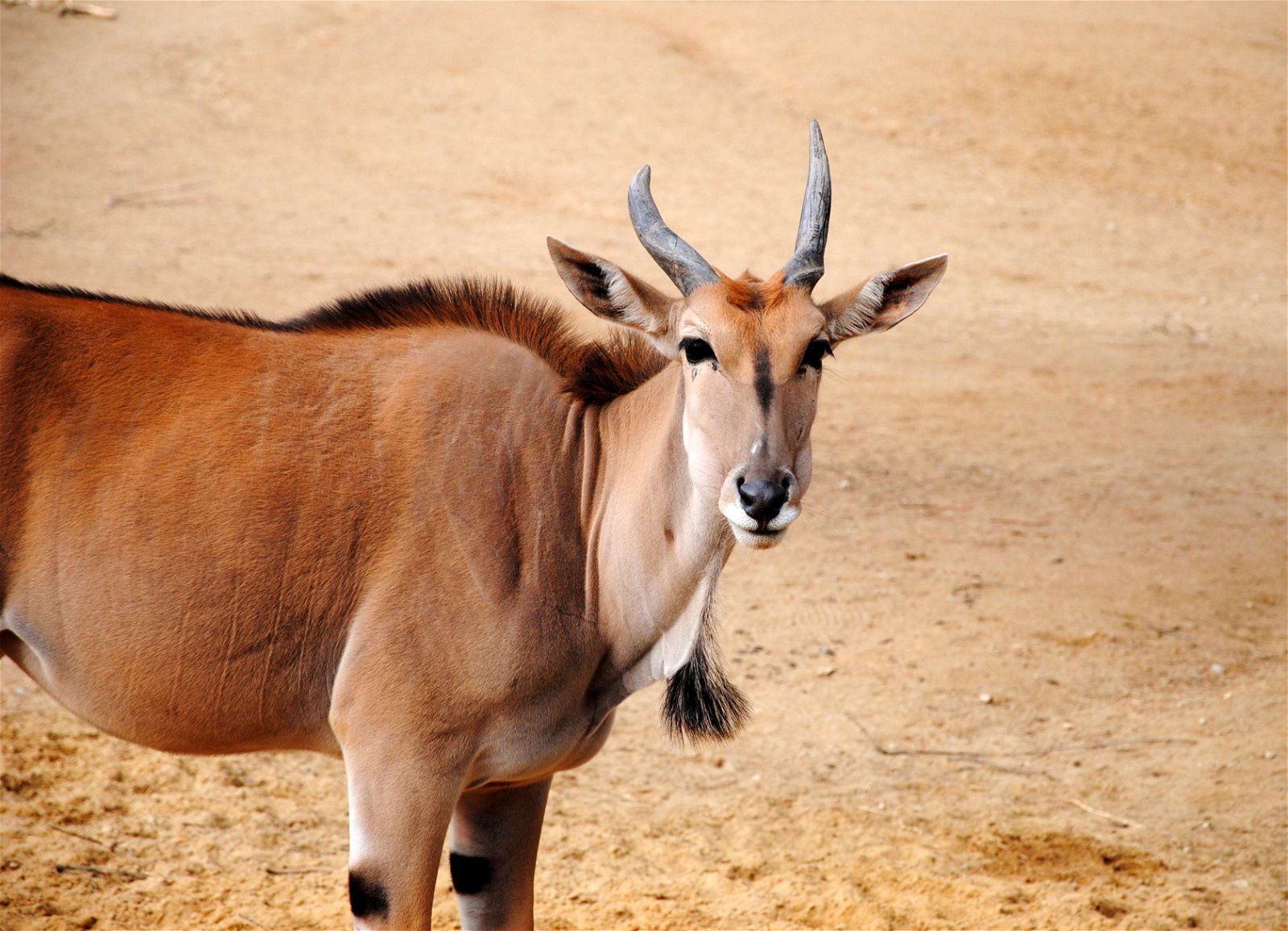Erlebnis Zoo Hannover