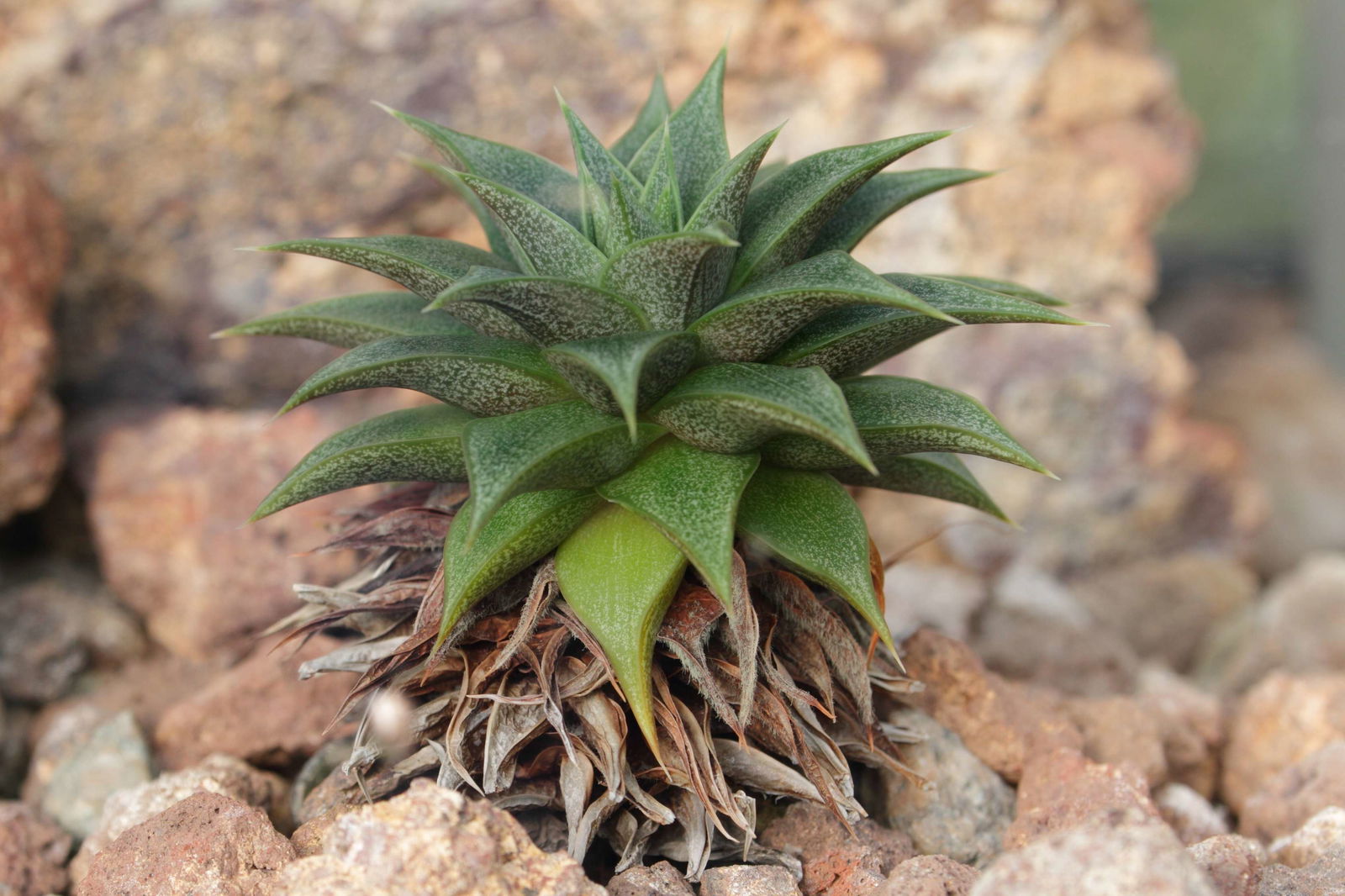 Schönbrunn Desert House