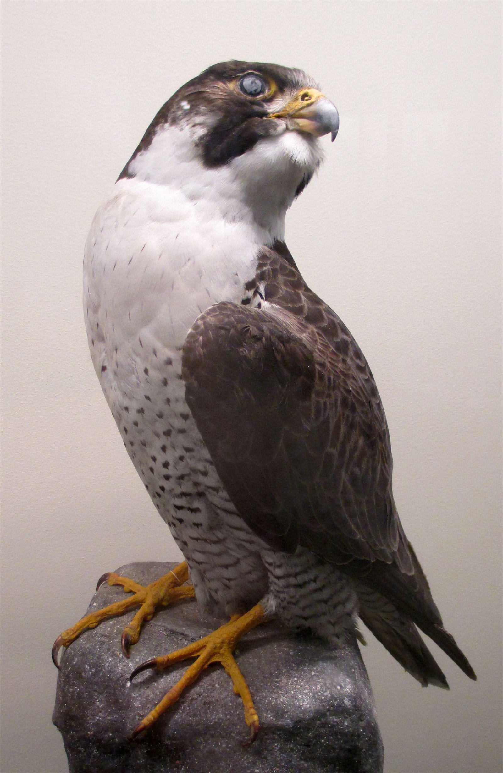 Göteborg Natural History Museum