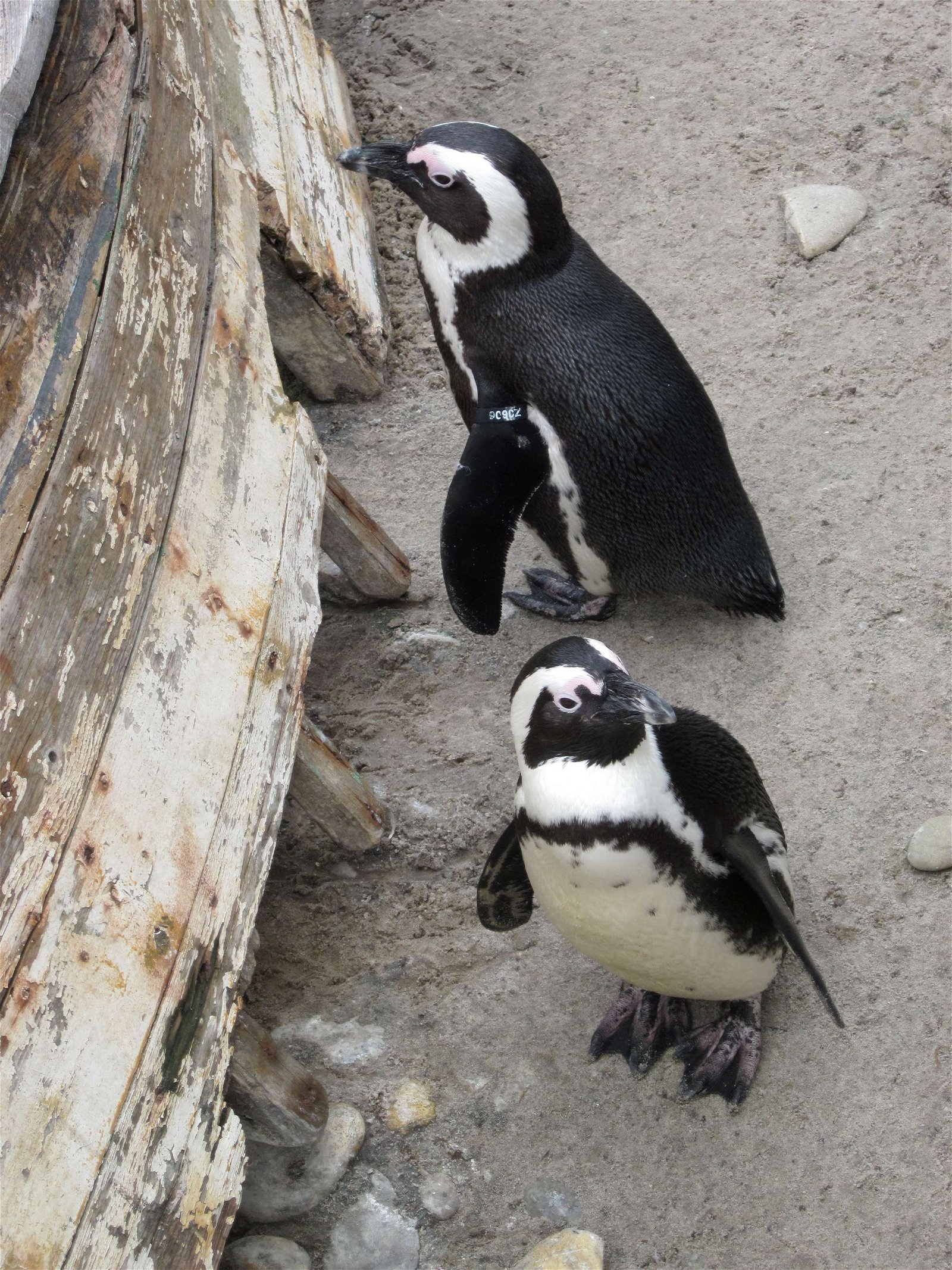 Erlebnis Zoo Hannover