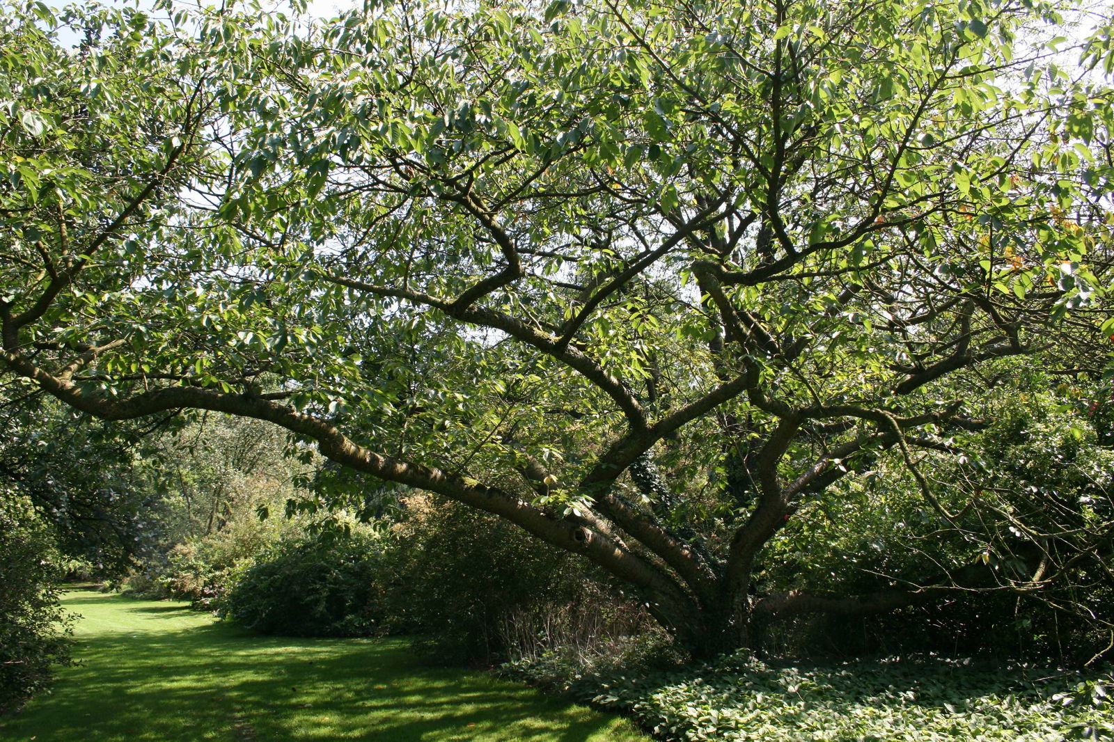 Arboretum de Kalmthout
