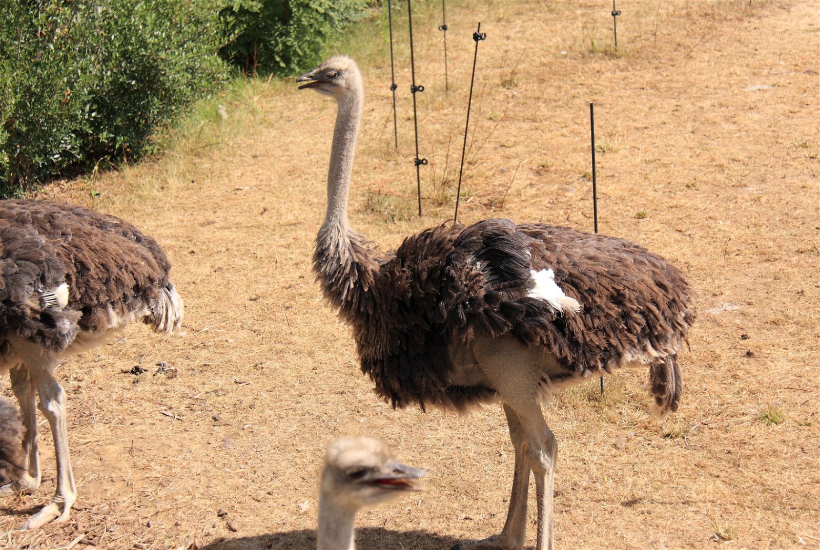 Parc zoologique de Paris